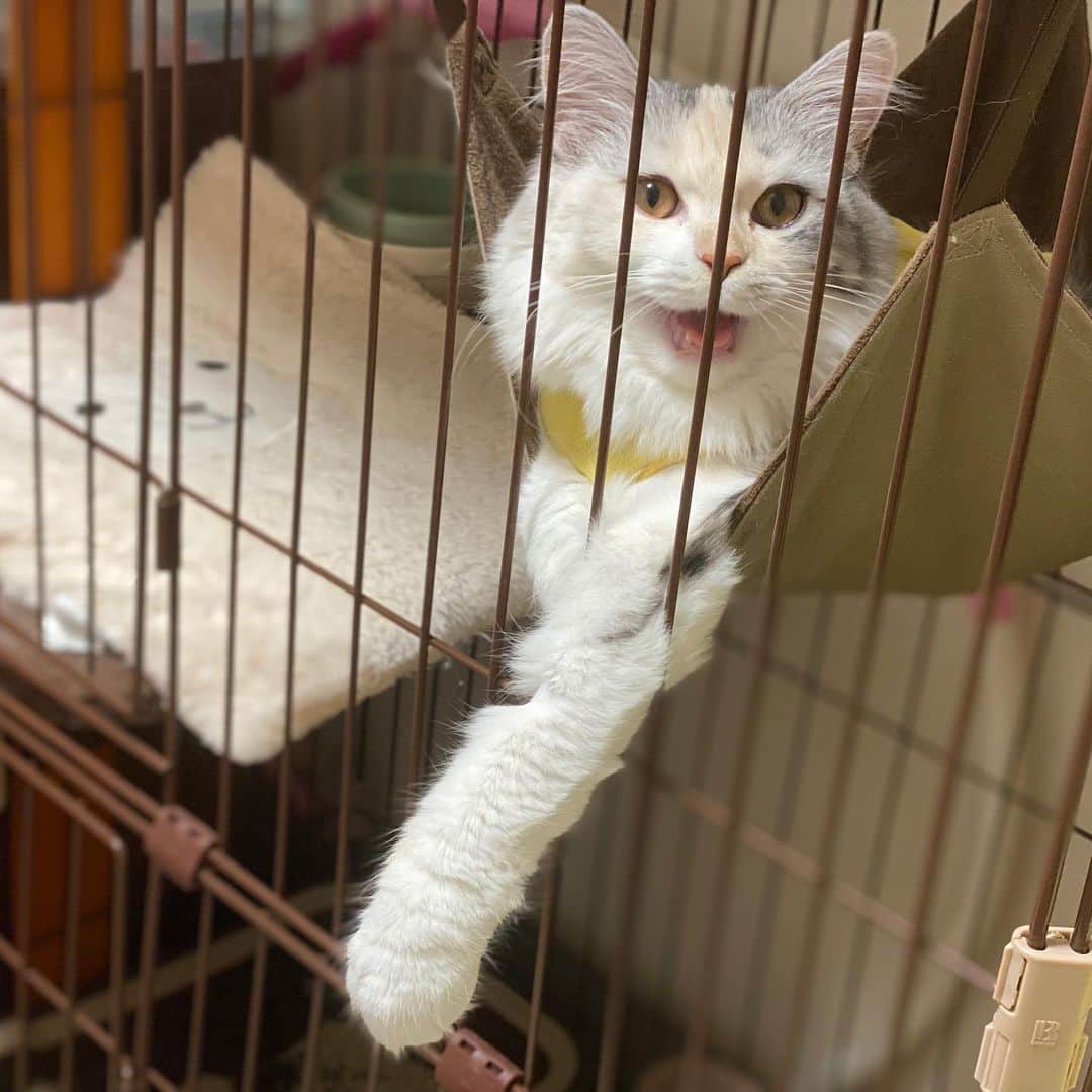 桜咲千依のインスタグラム：「(ケージから)だーせーーーーーーー！！！  の鳴きが凄い🐈✨  #猫 #マンチカン #ほたて」