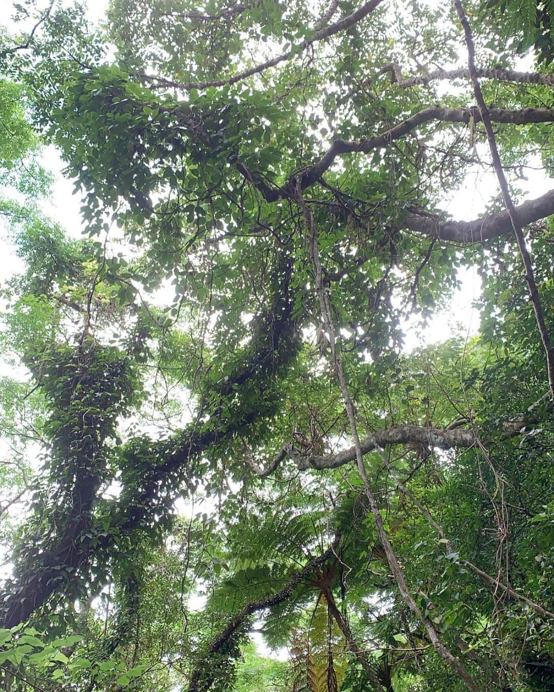 仲間リサのインスタグラム：「🌿🍃 マイナスイオンが目に見えるんじゃないかと思うくらい 空気が澄み切ってて、心も身体も浄化されるお気に入りな場所🤍」