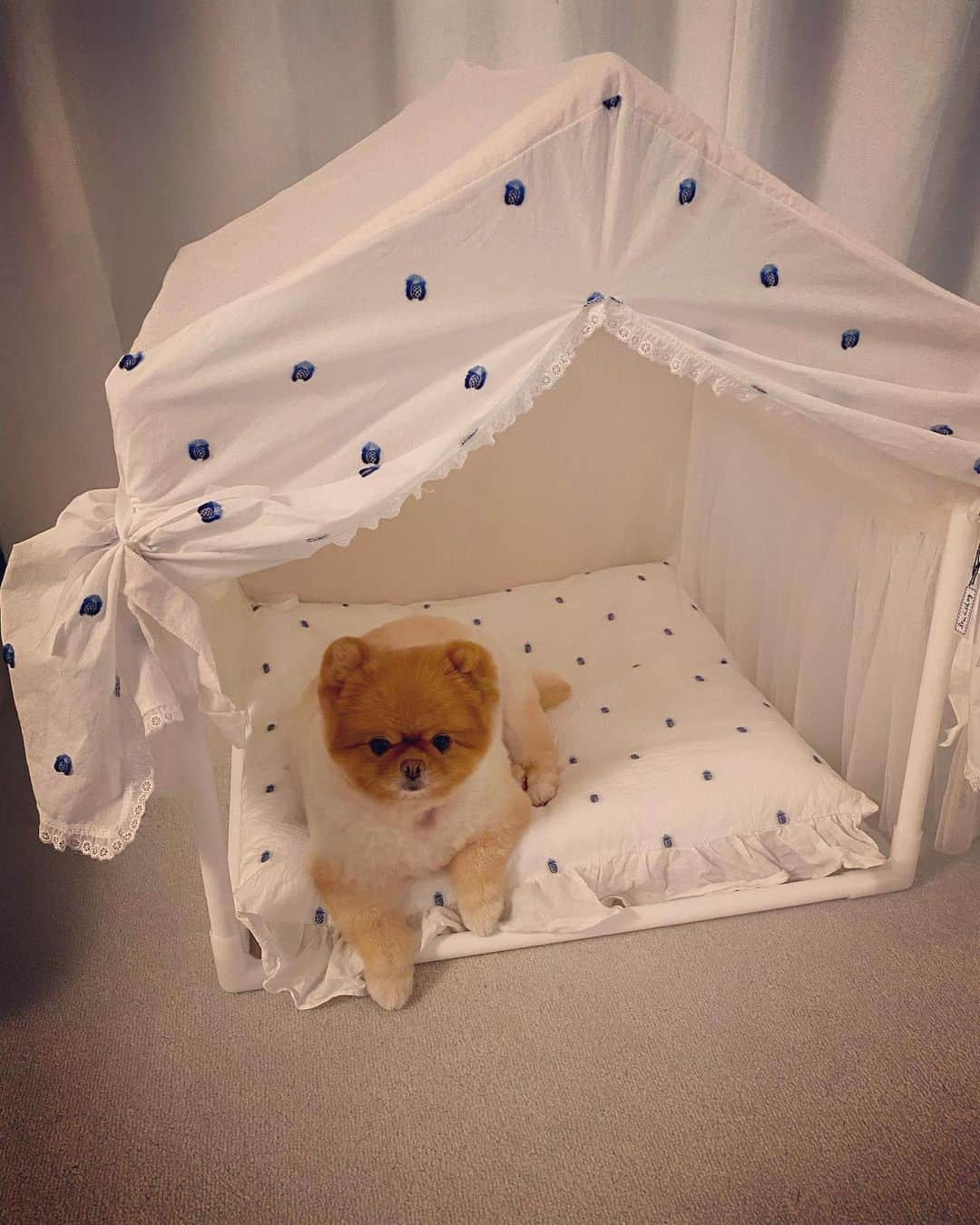 梅宮アンナさんのインスタグラム写真 - (梅宮アンナInstagram)「今日は、久々のハニたんが、トップページです🐶  @missbibi_hotel_shop で購入した、  ホワイトハウス✨✨  みんなで取りっこ💦💦💦  🐶🐶🐶🐶  #ポメラニアン #ペキニーズ」8月10日 22時15分 - annaumemiya