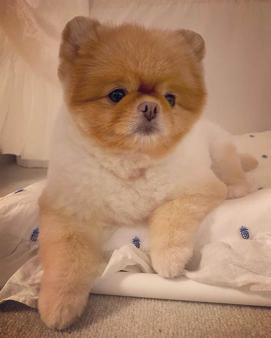 梅宮アンナさんのインスタグラム写真 - (梅宮アンナInstagram)「今日は、久々のハニたんが、トップページです🐶  @missbibi_hotel_shop で購入した、  ホワイトハウス✨✨  みんなで取りっこ💦💦💦  🐶🐶🐶🐶  #ポメラニアン #ペキニーズ」8月10日 22時15分 - annaumemiya