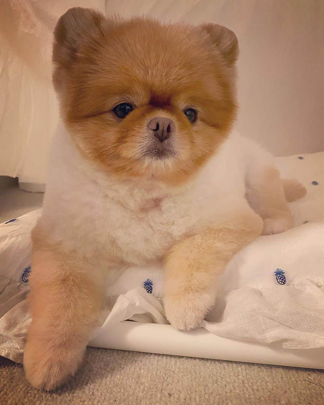 梅宮アンナさんのインスタグラム写真 - (梅宮アンナInstagram)「今日は、久々のハニたんが、トップページです🐶  @missbibi_hotel_shop で購入した、  ホワイトハウス✨✨  みんなで取りっこ💦💦💦  🐶🐶🐶🐶  #ポメラニアン #ペキニーズ」8月10日 22時15分 - annaumemiya