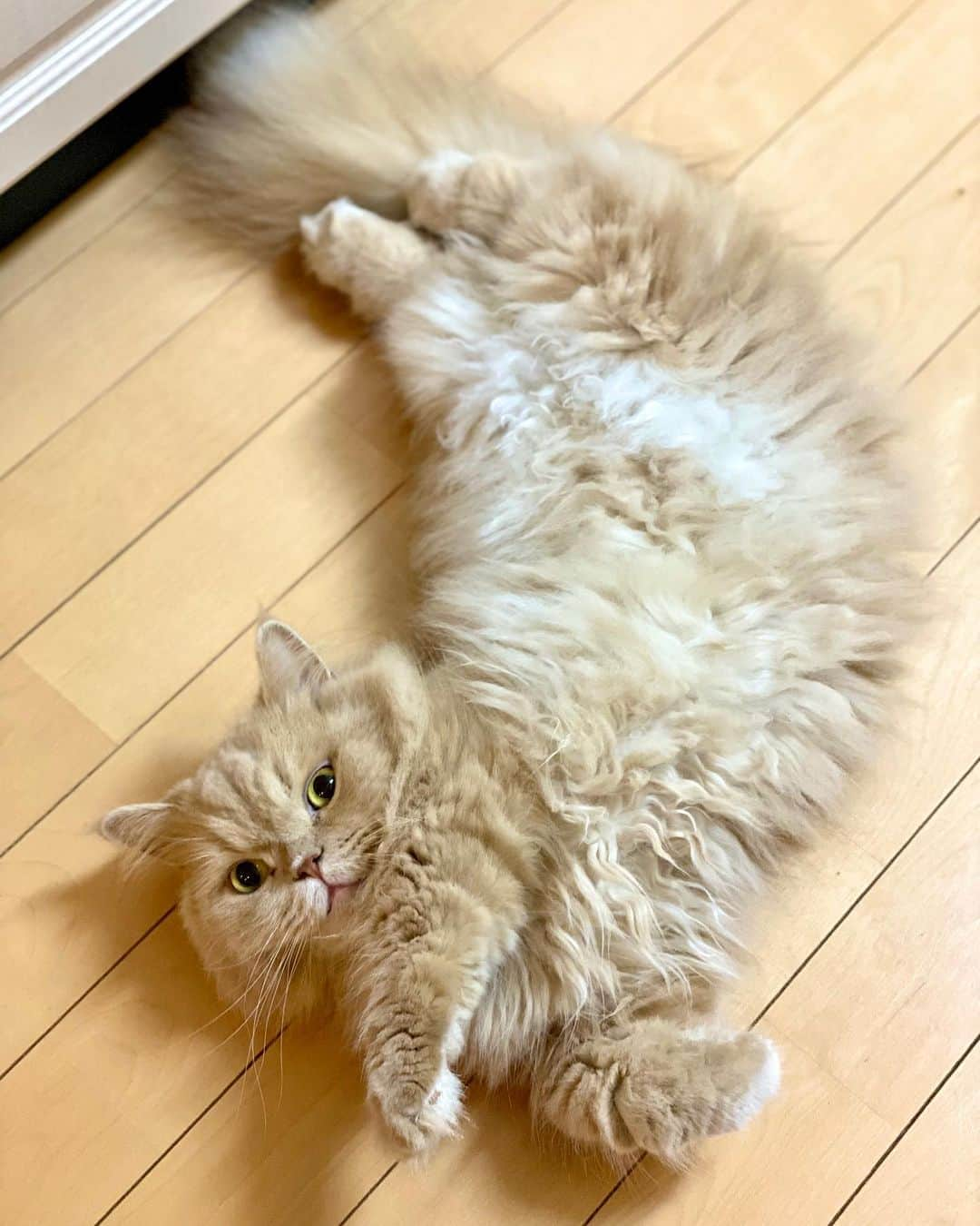 ベルさんのインスタグラム写真 - (ベルInstagram)「. Spread Eagle  真っ白なおパンツばかり 見ちゃダメにゃよ(*/▽＼*)ｷｬｯﾊ…///  🎂🎉 @yuriko02200220 姫ちゃん 4歳のお誕生日おめでとにゃ #姫たま4歳はっぴぃばぁすでぇ🎂 @kurumi_vanilla くるみちゃん 4歳のお誕生日おめでとにゃ #くるみ4歳ハッピーバースディ🎂  . . @hesoten_project 東京都 ベルちゃん 『あんよはお行儀よく』 くねっと お得意なへそ天ポーズ あんよ ちゃんと揃えたにゃ #へそ天にゃんこ写真集に載りたいにゃ  @kateigaho #家庭画報ウチもふ ベルちゃん 4歳 ミヌエット まん丸お目目もっふもふしっぽちゃん 『真っ白なおパンツばかり見ちゃダメにゃよ』  @animalabo_official  #あにまらぼ笑顔祭 #シマホファン #シマホスマイル #シマホネコダスケ #シマホイヌダスケ  @miawmiaw  #部屋ねこmiawmiaw2020 #nyancon01 #リビングペット #朝ワンコ夕ニャンコ #ペトラフ #eclatcat #daydaycats#ペトこと猫部 #anan動物 #ねこのきもち #らぶにゃんるうむ #picneko #catstagram_japan #cats_of_instagram #catsofinstagram #club_of_cats #9gagcute  #ミヌエットのベルちゃん  NAME : Bell  ベル Breed : minuet  ミヌエット 🎂 : 2016.5.15  4歳 ・ NAME : Suzu すずちゃん Breed : Scottish fold スコティッシュフォールド 🎂 : 2018.3.21 2歳 . NAME : Lindor リンドール Breed : Teacup poodle ティーカッププードル 🎂 : 2019.7.18  1歳」8月10日 22時19分 - ricorico_rico