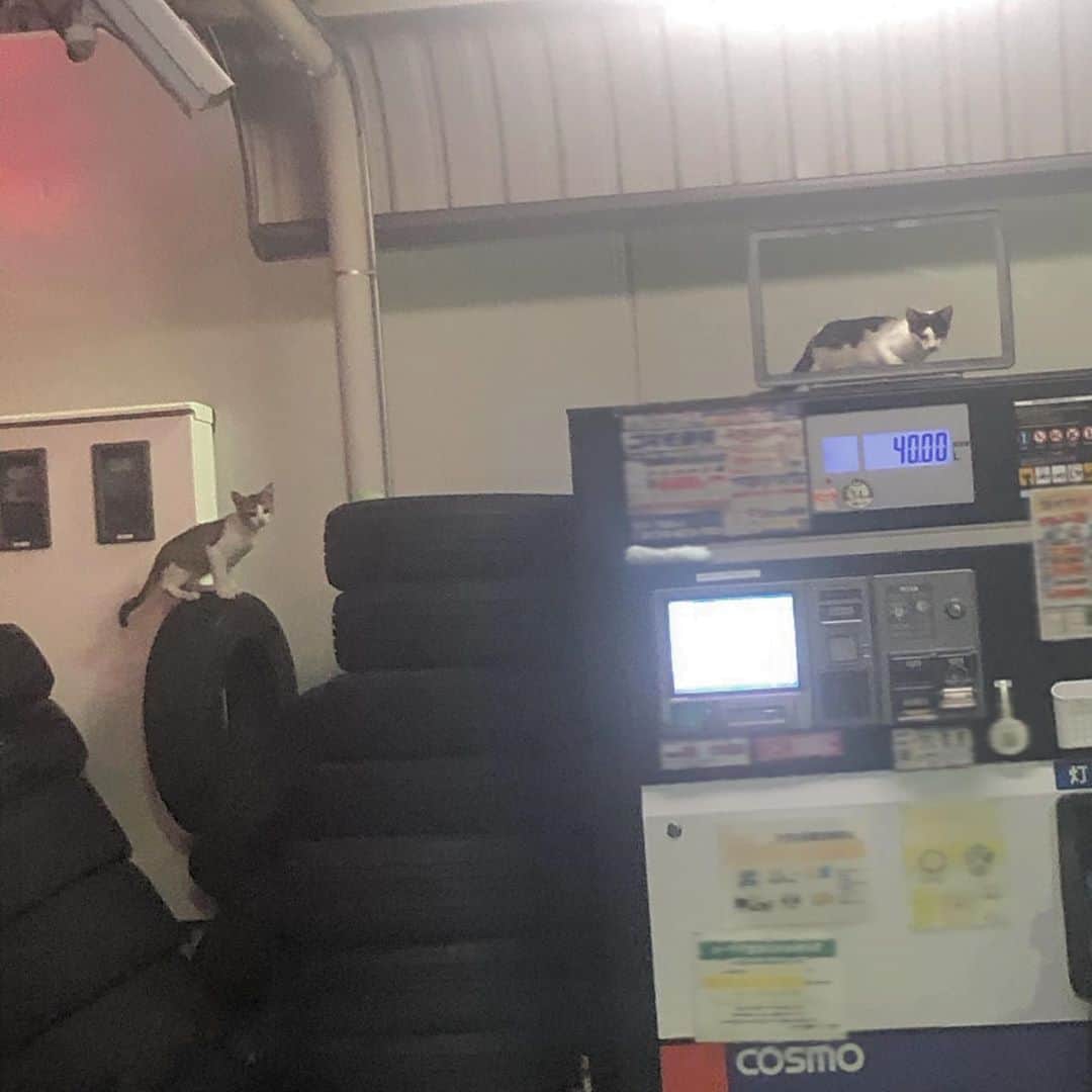 EON（梶野恵園）のインスタグラム：「﻿ ﻿ 先日ガソリン入れてたら﻿ えらいにゃーにゃー聞こえるなあおもて見渡してたら﻿ 発見しました、可愛すぎました🤦‍♀️﻿ ﻿ ﻿ ﻿ そろそろ会いたい人に会いたいから﻿ 567自粛してほしいな〜！！😡😡💦﻿ ﻿ ﻿ ﻿ ﻿ #ねこ #ねこすたぐらむ #ねこすき #ねこバカ  #ねこすた #ねこスタグラム #ガソリンスタンドねこ #ぬこ #ぬこ様 #ぬこすたぐらむ #ぬこぬこ  #私の愛猫は #ハイライト見てください」