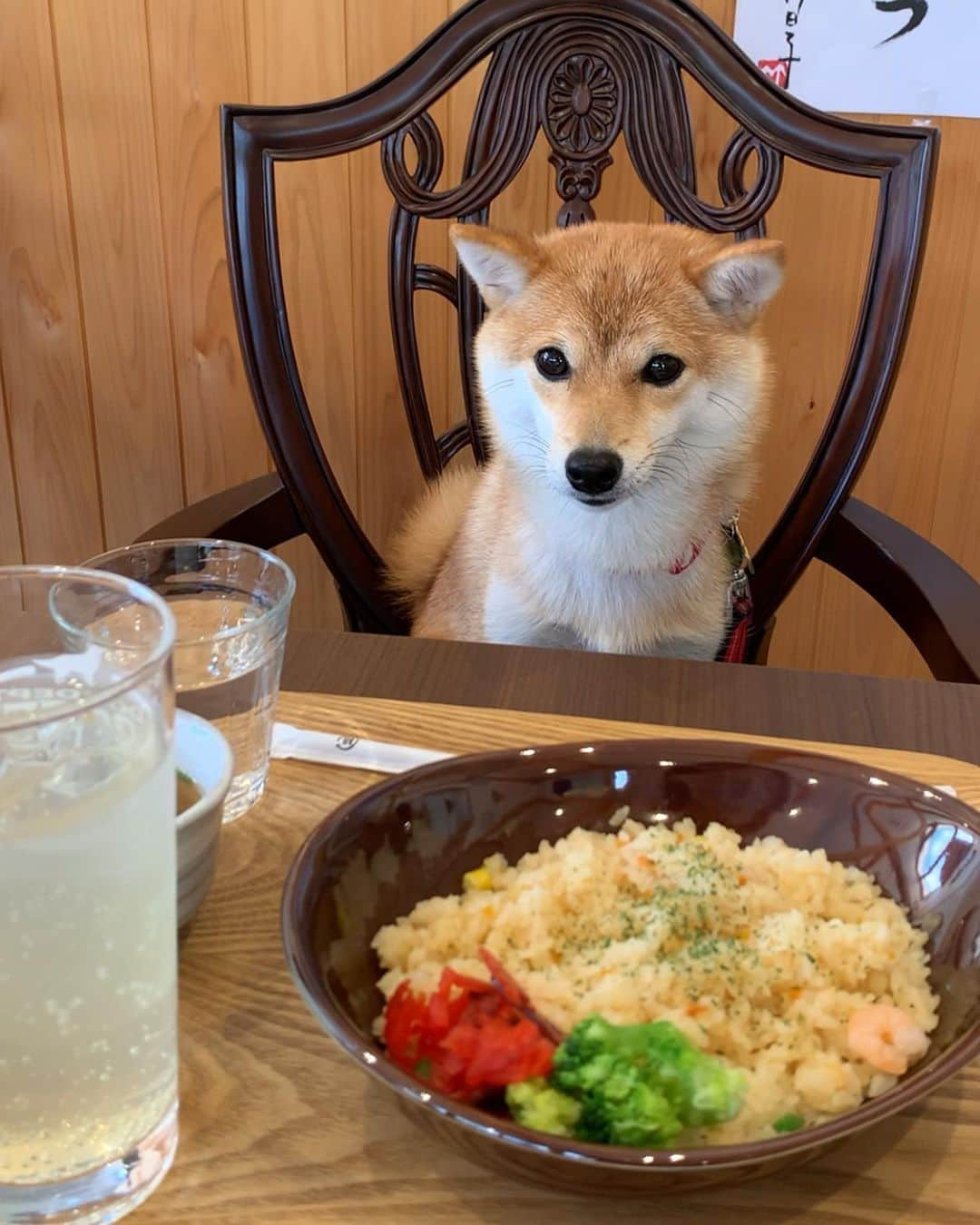 豆柴 サニーちゃんのインスタグラム