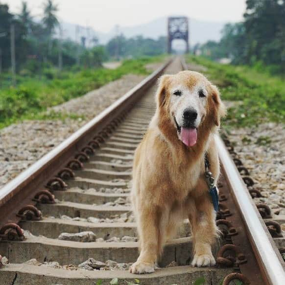 tamatamagoさんのインスタグラム写真 - (tamatamagoInstagram)「I have itchy feet🚃🚃🚃💨💨  旅に行きたくなるわー💕 . . 　 昨日の夕方は駅の上からだったけど これは昨日の朝、マオちゃんがマオパパと二人で行った朝んぽ写真なんだって😆 . . 　 2020/08/10 . . 　 #タイ　#タイの電車　#タイ旅行 #タイ暮らし #タイ生活 #thailand #thaitrain #travelthailand #goldenretriever #線路 #ゴールデンレトリバー #ゴールデンレトリバーのいる生活 #ゴールデンレトリバーのいる暮らし #ゴールデンレトリバー大好き #dogstagram #goldenretrieverlover #goldenretrieversofinstagram #ilovegoldenretrievers #retriever」8月10日 22時30分 - tamatamago