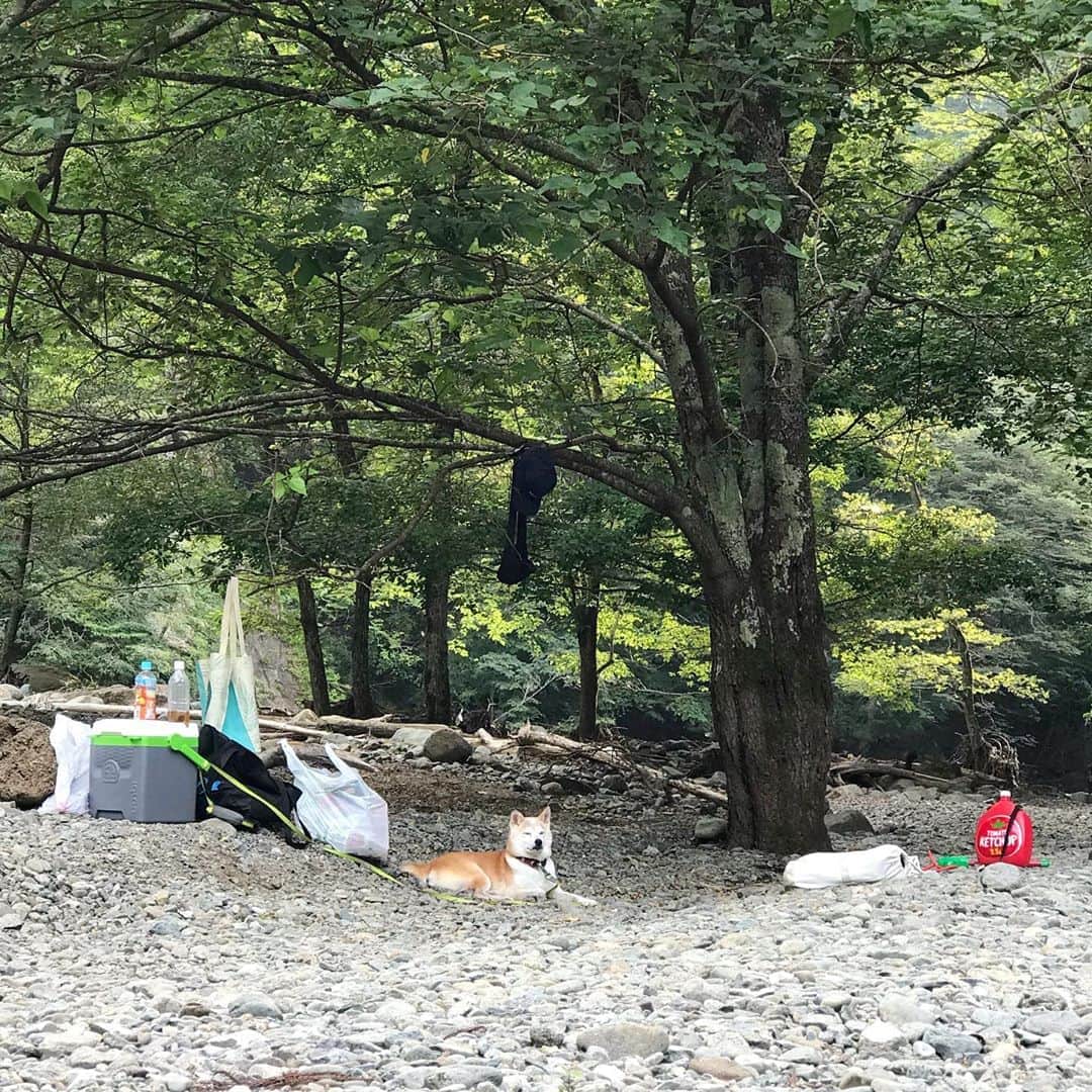 柴犬リリコさんのインスタグラム写真 - (柴犬リリコInstagram)「犬の本能なのでしょうか？今年はリリコさんのやる気を感じました🐢😂  #足先まで入水 #エア犬かき #デイキャンプ #ワンコOK #中津川 #長者屋敷キャンプ場 #川遊び」8月10日 22時34分 - ke_rock_