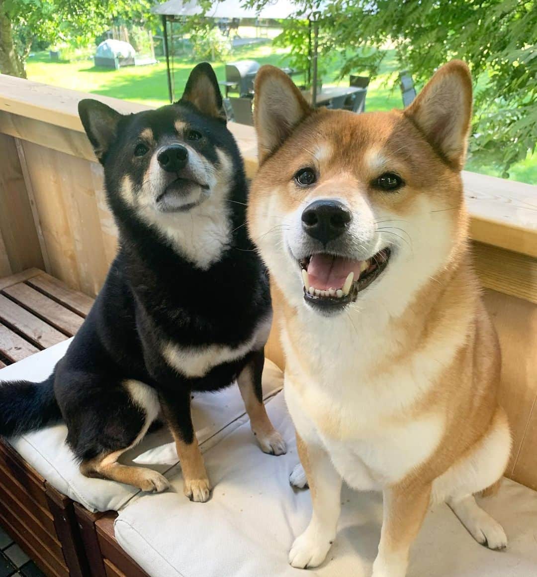 ?Fricko the Shiba Inu?のインスタグラム：「Henlo hoomans!!😆  🐾 🐾 #FrickoandKeaton #🐶 #☀️ #shiba #shibainu #dog #柴犬 #赤柴 #黒柴  #adorable #shibalovers #shibaholics  #dogoftheday  #weeklyfluff #aww #dogstagram  #dogscorner #puppiesofinstagram #shibapuppy」