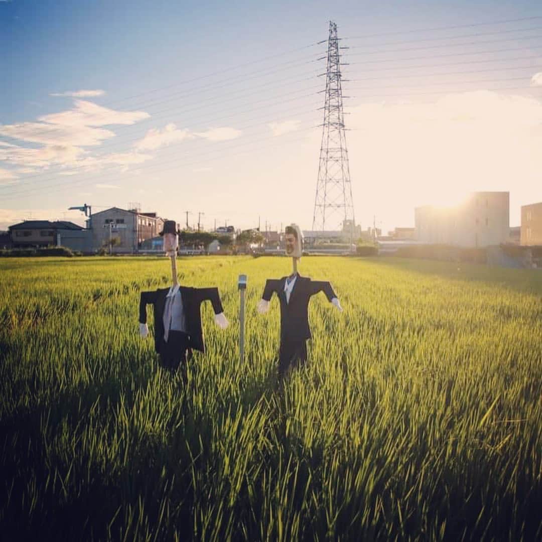 宮田麺児のインスタグラム：「なんとも美しい写真を頂いた。 私の田んぼです。  #田んぼ #酒米#かかし  #稲穂 #東大阪 #生け花 #山田錦 #ガーデニング」