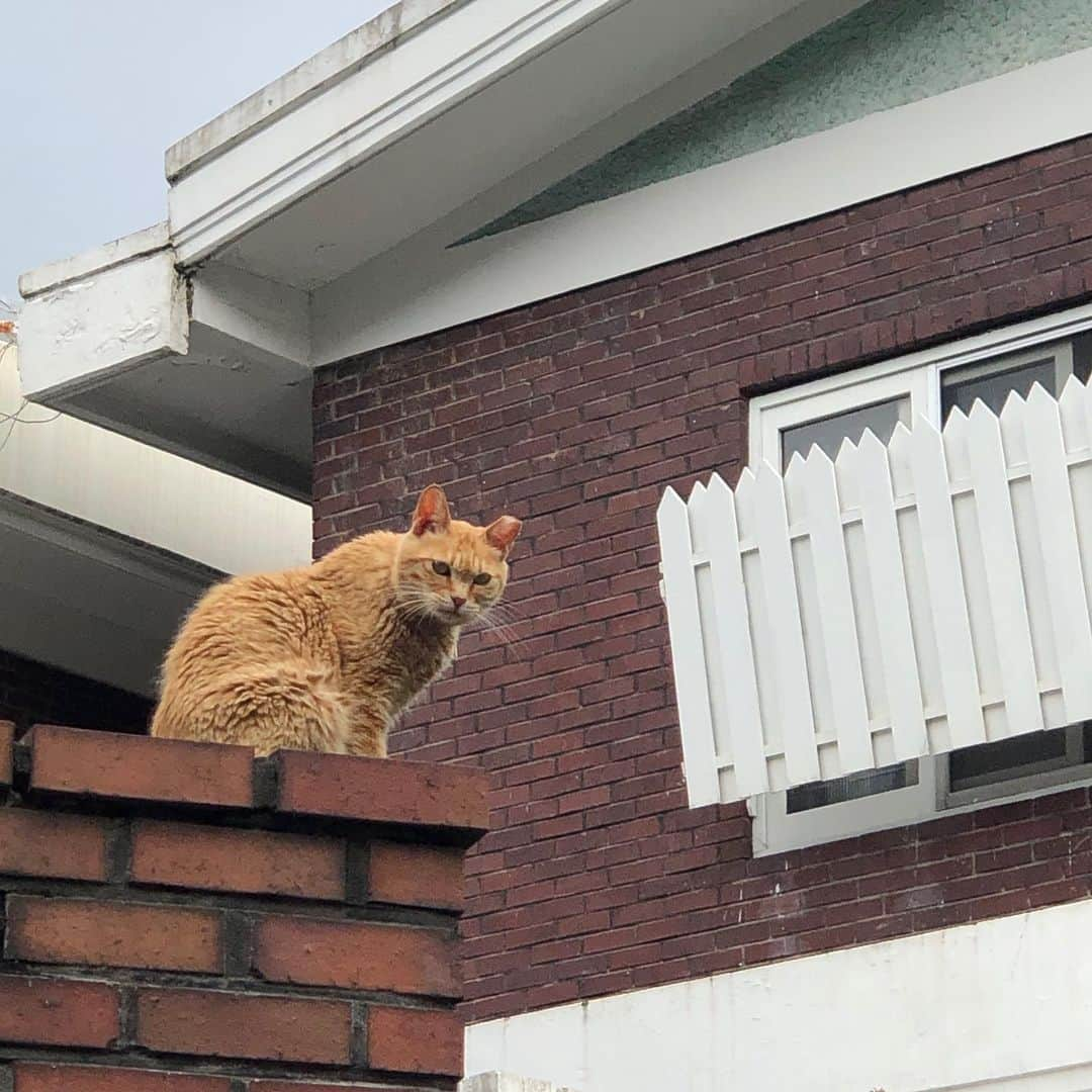 ジェウンさんのインスタグラム写真 - (ジェウンInstagram)「날씨요정과 함께한 한남동 나들이🧚🏻‍♀️ 꾸덕꾸덕 초특급 맛있는 파슽하도 먹고 코로나19 이후 처음으로 전시회도 다녀왔지요😃 올해는 유난히 비피해가 상당하네요.. 장미야 저리가아~~~~🌪 . . #잰 #재은#태풍을뚫고#한남동데이트#현대카드스토리지#오스제미오스」8月10日 23時23分 - jaen_mom