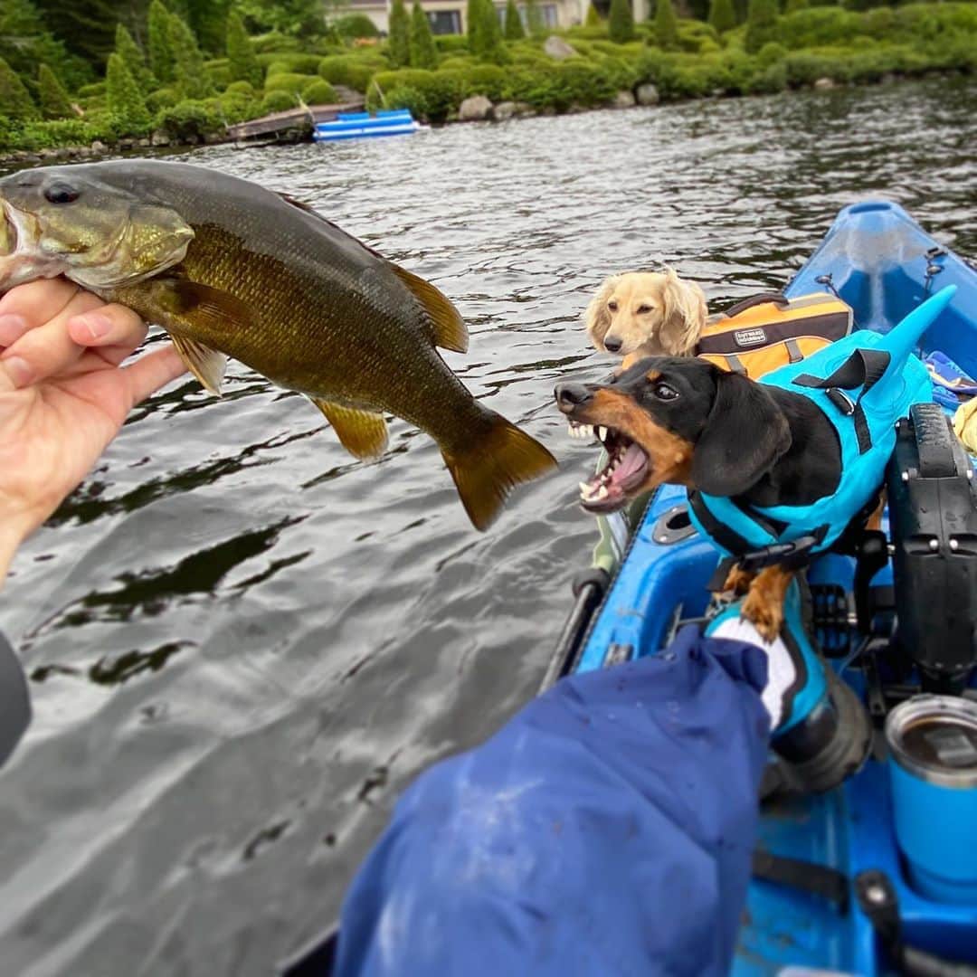 Crusoe the Celebrity Dachshundのインスタグラム：「“I wear a shark lifejacket for a reason!😬 Thanks Dad for takin’ us fishin’” ~ Crusoe」