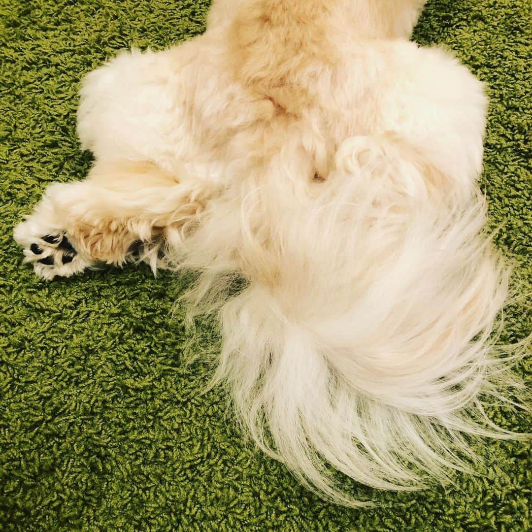 北山陽一のインスタグラム：「しっぽブラシングした。#きたやまおもち」