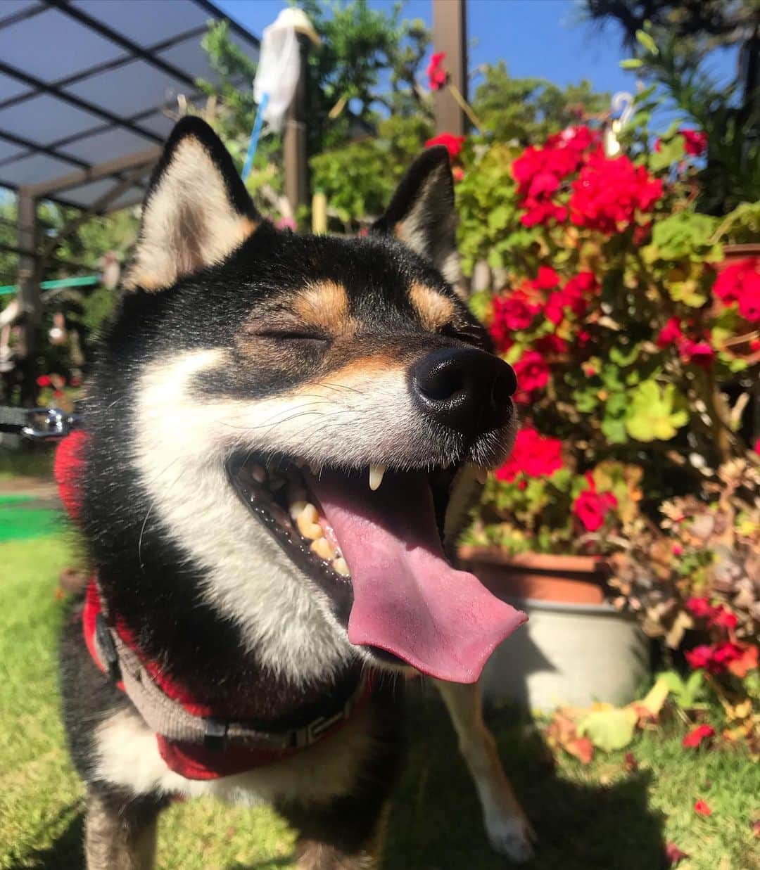 まめ丸のインスタグラム：「* * 夏だねー🏝 明日はとーってもあついみたいだから 気をつけてねー🐶❣️ * #お水のんでね #ぼくもいっぱいたべていっぱいのむぞ #まめスマイル ☺︎ * #柴犬#豆柴#柴#黒柴#犬#しばいぬ#shiba#shibainu#shibastagram#shibadog#ig_japan#ig_dogphoto#puppy#instadog#dogstagram#dog#petstagram#pet#강아지#dailyfluff#weeklyfluff#いぬのきもち#いぬのきもち部」