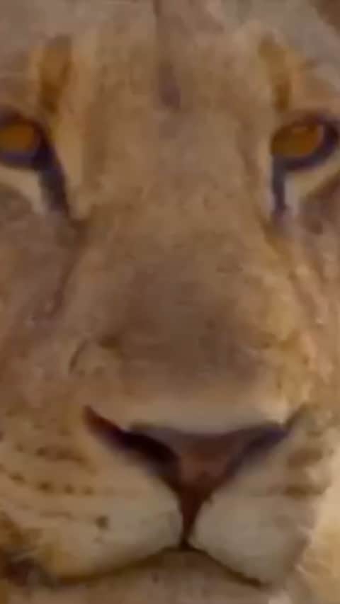 ミシェル・ロドリゲスのインスタグラム：「Thanks For the intro Jordan🦁 This is a beautiful organization, most of the big ones have up to 80% overhead spending the money on managing people, Lion Recovery fund has figured out how to spend the money locally on the animals incentivizing protection from the local villagers. I hope you raise what you need, I’ll always have your back💚🌱」