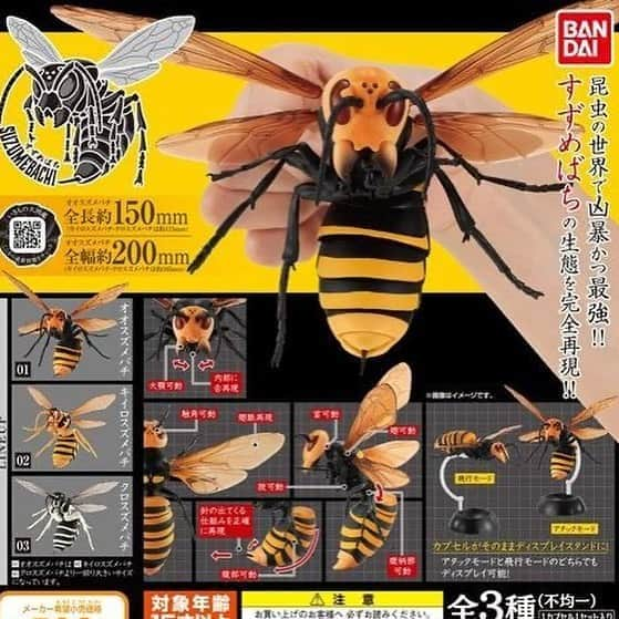 JULIANさんのインスタグラム写真 - (JULIANInstagram)「⚠️昆虫界最強⚠️ 🐝オオスズメバチ🐝 18箇所可動のリアルフィギュア マジでリアル過ぎてカッコよ✨✨ 3種の中でオオスズメバチは激レアで なかなかでないみたいだよ🤩 ●BANDAIガシャポン● ラインアップ（全3種） 1.オオスズメバチ 全高約150mm、全幅約200mm 2.キイロスズメバチ 全高約115mm、全幅約165mm 3.クロスズメバチ 全高約115mm、全幅約165mm  #BANDAI #gashapon #suzumebachi  #ガチャガチャ #ガチャポン #ガシャポン #カプセルトイ #フィギュア  #おもちゃ #gachagacha #capsuletoy #toy  #オオスズメバチ #🐝　#蜂 #昆虫  #bighornet #bee #insect  #花 #花好き #花のある風景  #花が好き #花のある暮らし  #花のある生活 #花好きな人と繋がりたい  #花が好きな人と繋がりたい  #風景 #風景写真　 #写真好きな人と繋がりたい」8月11日 0時59分 - julian_official_jp