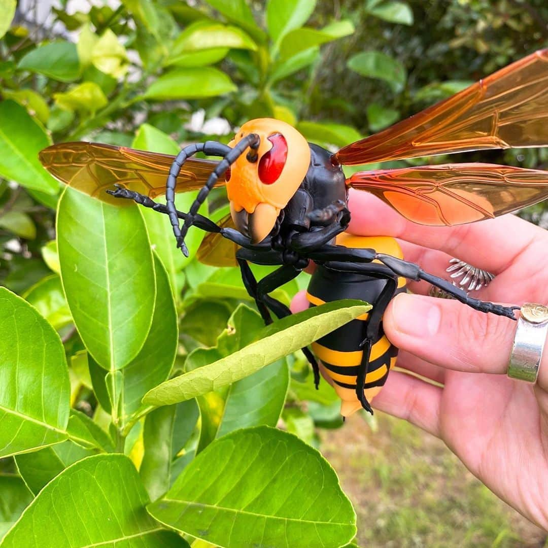 JULIANさんのインスタグラム写真 - (JULIANInstagram)「⚠️昆虫界最強⚠️ 🐝オオスズメバチ🐝 18箇所可動のリアルフィギュア マジでリアル過ぎてカッコよ✨✨ 3種の中でオオスズメバチは激レアで なかなかでないみたいだよ🤩 ●BANDAIガシャポン● ラインアップ（全3種） 1.オオスズメバチ 全高約150mm、全幅約200mm 2.キイロスズメバチ 全高約115mm、全幅約165mm 3.クロスズメバチ 全高約115mm、全幅約165mm  #BANDAI #gashapon #suzumebachi  #ガチャガチャ #ガチャポン #ガシャポン #カプセルトイ #フィギュア  #おもちゃ #gachagacha #capsuletoy #toy  #オオスズメバチ #🐝　#蜂 #昆虫  #bighornet #bee #insect  #花 #花好き #花のある風景  #花が好き #花のある暮らし  #花のある生活 #花好きな人と繋がりたい  #花が好きな人と繋がりたい  #風景 #風景写真　 #写真好きな人と繋がりたい」8月11日 0時59分 - julian_official_jp