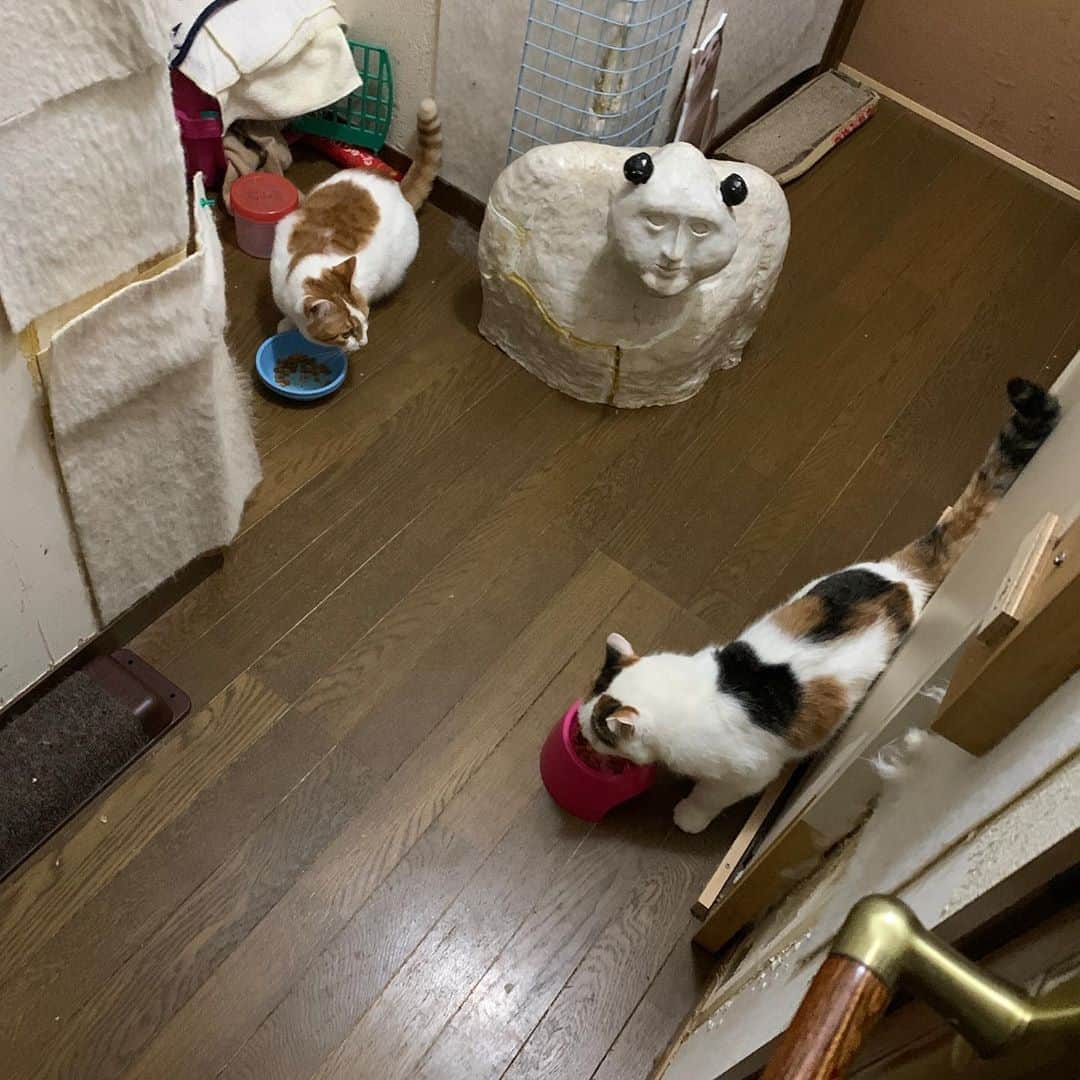 Kachimo Yoshimatsuさんのインスタグラム写真 - (Kachimo YoshimatsuInstagram)「深夜の行き倒れ すっかり廊下が気に入ったおいなりちゃん。壁を乗り越えて廊下で行き倒れ。 ミケ子さんとも喧嘩するわけでもなく、まずまずの関係。　 夜食をちょびっと二人で。  #うちの猫ら #mikeko #oinari #猫 #ねこ #cat #ネコ #catstagram #ネコ部 http://kachimo.exblog.jp」8月11日 1時23分 - kachimo
