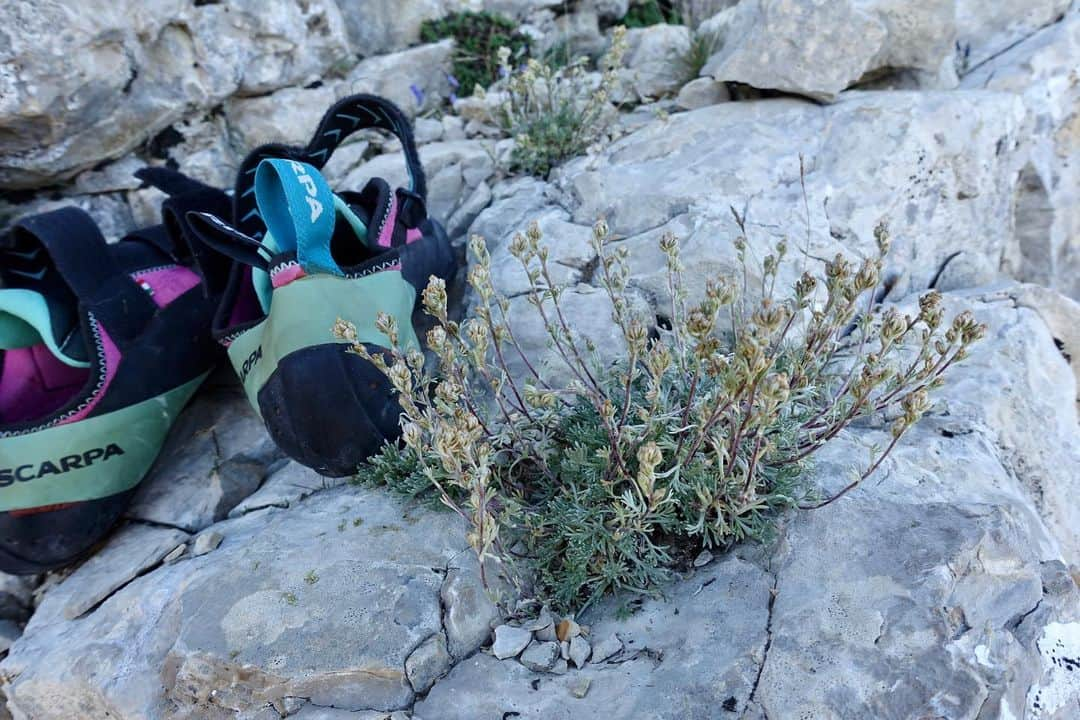 ニナ・カプレツさんのインスタグラム写真 - (ニナ・カプレツInstagram)「I few days ago I had an incredible guiding experience in the “Dévouly”, a region I’ve never climbed before. We climbed the route “Vendange tardive”, (300m/6a+) on the peak Obiou. What a beautiful day, in the middle of a very wild nature.  It’s a real perle and you can find tons of Génépi in the route!  Thanks Jean and Jeremy for that pretty fun day!  #lovenature #multipitch #genepi  @arcteryx @petzl_official @scarpaspa @julbo_eyewear」8月11日 1時36分 - ninacaprez