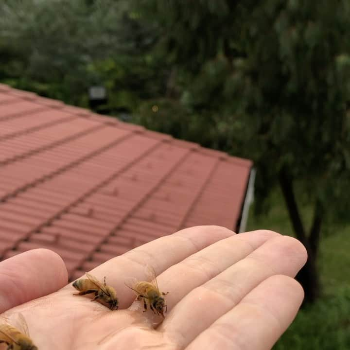 生活の木 メディカルハーブガーデン薬香草園【公式】のインスタグラム