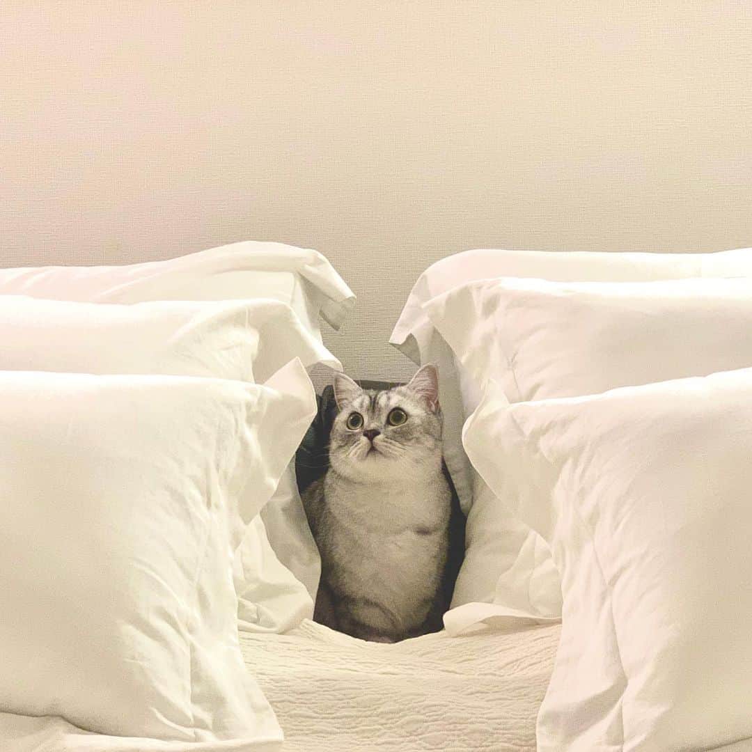 雨宮朋絵さんのインスタグラム写真 - (雨宮朋絵Instagram)「すき間好き。 枕と枕の間にはまりました。  #にゃんこ  #ねこすたぐらむ  #挟まり猫」8月11日 11時14分 - amemiyatomoe
