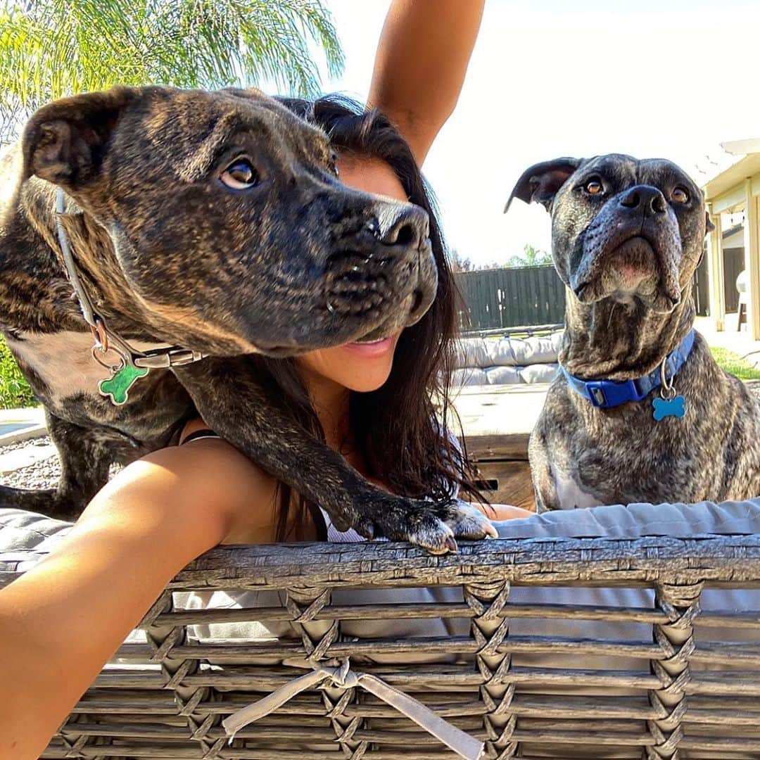 Kelly Clelandさんのインスタグラム写真 - (Kelly ClelandInstagram)「So, I had this idea to go in the backyard and take a nice family photo ... ➡️ #idea #family #photo #fail #itried #brindle #boys #rowdy #love #laugh #live  Maybe tomorrow!!! ✔️」8月11日 11時26分 - kellyacleland4