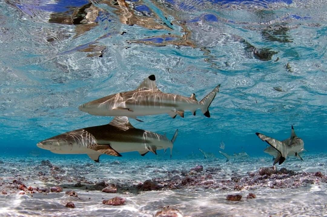 ナショナルジオグラフィックさんのインスタグラム写真 - (ナショナルジオグラフィックInstagram)「Photo by @enricsala  When I jumped into the ocean at the Millennium Atoll in the Southern Line Islands, on expedition with @natgeopristineseas, I saw a dozen grey reef sharks surround me as soon as my bubbles cleared. It might scare some, but it delighted me. In mature, pristine coral reefs, sharks are abundant. As a natural predator, they coexist with their prey, as they have for millions of years.」8月11日 11時35分 - natgeo