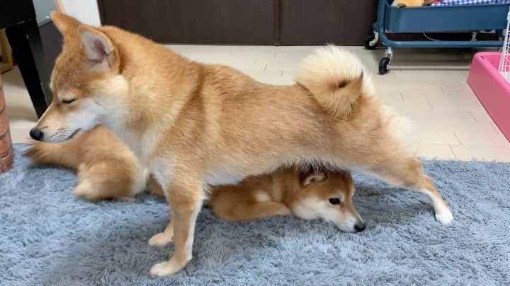 のインスタグラム：「. . HELLO〜こんにちわんわん🐻🐶➰ . 🐶なにかあったら おねぇちゃんをまもるでちゅ 🐻屋根にもなるね！ って、なんでやねん！ . . 振り返ったら 寝ていたサニちゃんを またいでいたラムちゃん🤣🤣 なにやってんの❓❓笑 . 伸び〜するものだから サニちゃん狭くなってどっか行っちゃった🤣 . お腹でつぶそうとしたんかな… 多分、おちりアタックの未遂だと思うよ . . #さにらむ劇場 #屋根にもなるね #伸びー #ストレッチ #stretch #かまってちゃん #おもしろい子です . #柴犬#豆柴 #赤柴#豆柴子犬 #まめしば#いぬのきもち#ふわもこ部 #サンデイ#サンデイいぬ組#anicas#shiba_snap #shibainu#shiba#mameshiba#shibastagram #mameshibapuppy#shibapuppy #豆柴サニーちゃん#豆柴ラムちゃん#さにらむたん #さにらむ2020」