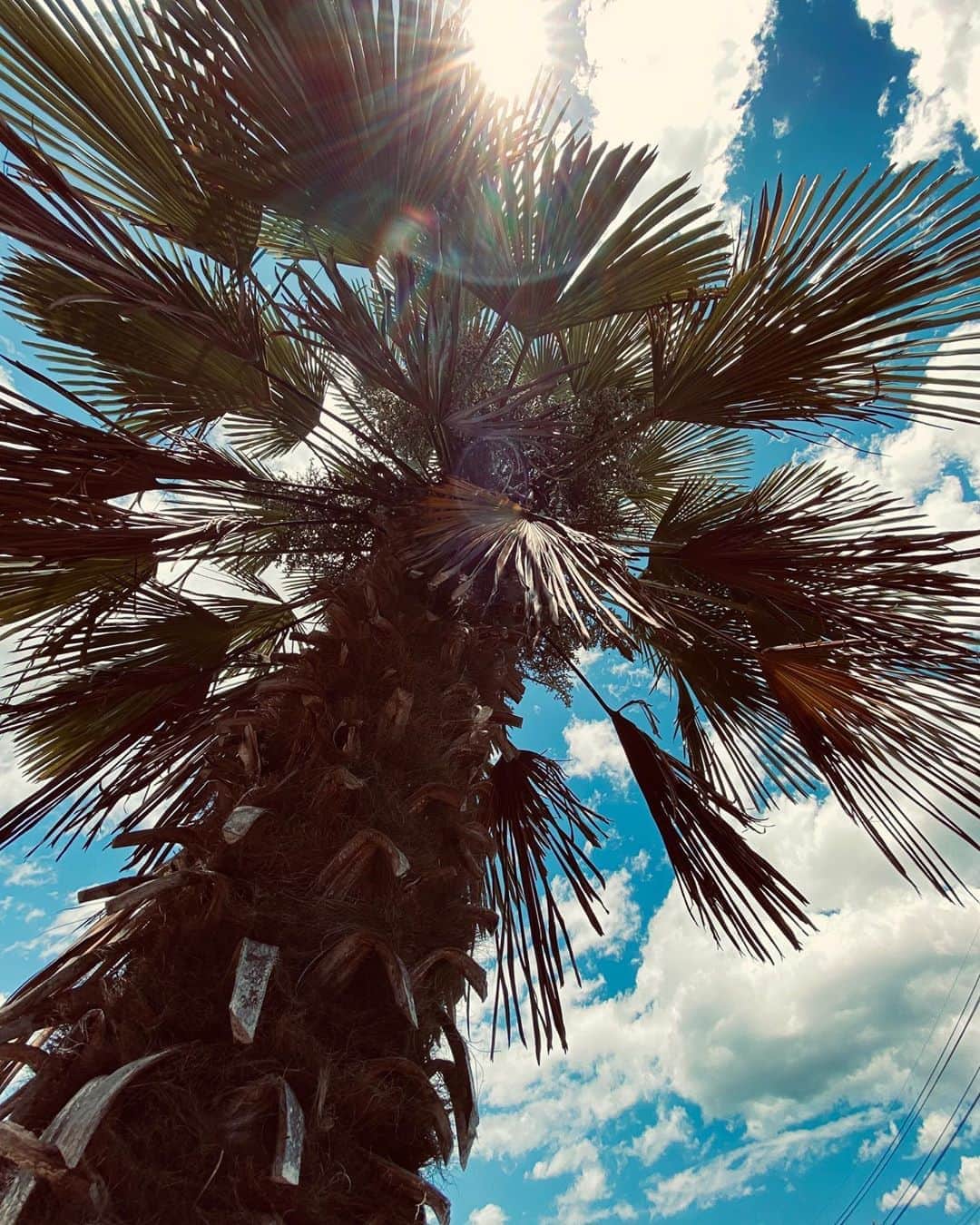 BLUER®︎ -ブルーアーさんのインスタグラム写真 - (BLUER®︎ -ブルーアーInstagram)「staff Tanakaです🤟🏽BLUER  NAGANO⛰BASEに居るわたくし。敷地に椰子の木があるんですよー✌🏽﻿ ﻿ さて皆様、かなり暑く危険ですので避暑してください。いやいや自然は凄い。﻿ ﻿ ちなみにここ長野BLUERは盆地特有の猛暑地帯。むしろ日陰があまりなく、外に出たら🥵となり危険レベルです。涼しさZEROですww﻿ ﻿ では皆さま。Take Care🤙🏽﻿ ﻿ #水分　#塩分﻿ #bluer #bluerco #teambluer﻿」8月11日 12時17分 - bluer.tokyo