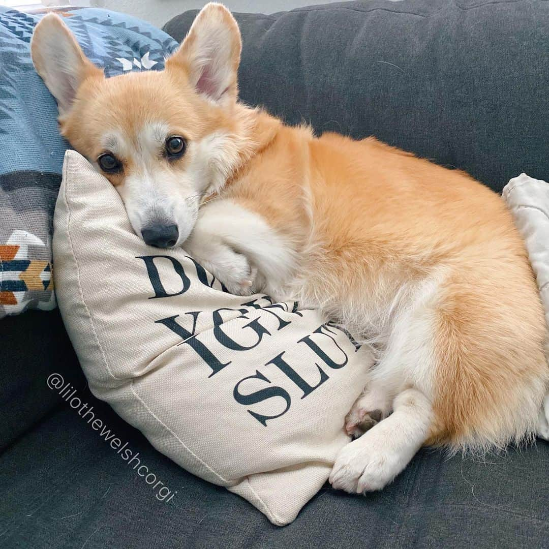 Liloさんのインスタグラム写真 - (LiloInstagram)「That Monday feel... points if you watched The Office and know the reference on the pillow woof!⁣ ⁣ ⁣ ⁣ ⁣ ⁣ ⁣ ⁣ ⁣ #weeklyfluff #vscocam #huffpostgram #animalsaddict #houndsbazaar #ruffpost #fluffypack #bestwoof  #cutepetclub #animalsco #corgi #dogsofinstagram #aplacetolovedogs #buzzfeedanimals #barkbox #dogsofig #dog #puppies #cute #corgination #barkpack #corgisofinstagram」8月11日 3時34分 - lilothewelshcorgi