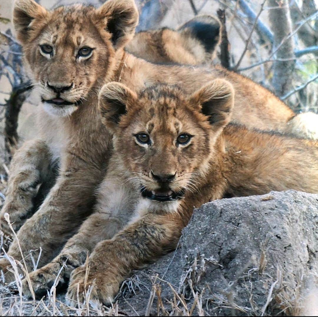 クリスティン・デイヴィスさんのインスタグラム写真 - (クリスティン・デイヴィスInstagram)「It’s #worldlionday  I took these pictures on my first trip to Africa in 2001 (film!) in Tanzania far out in the Serengeti . It’s frightening to think that 20,000 or fewer lions remain in the Wild today. Tourism is normally a huge economic driver for conservation in the countries that still have wild land and animals. With the current situation , I’m so concerned about the people who rely on tourism and all of the organizations who are working so hard to protect  the few wild places left in our world .  #conservation  #lions」8月11日 4時15分 - iamkristindavis