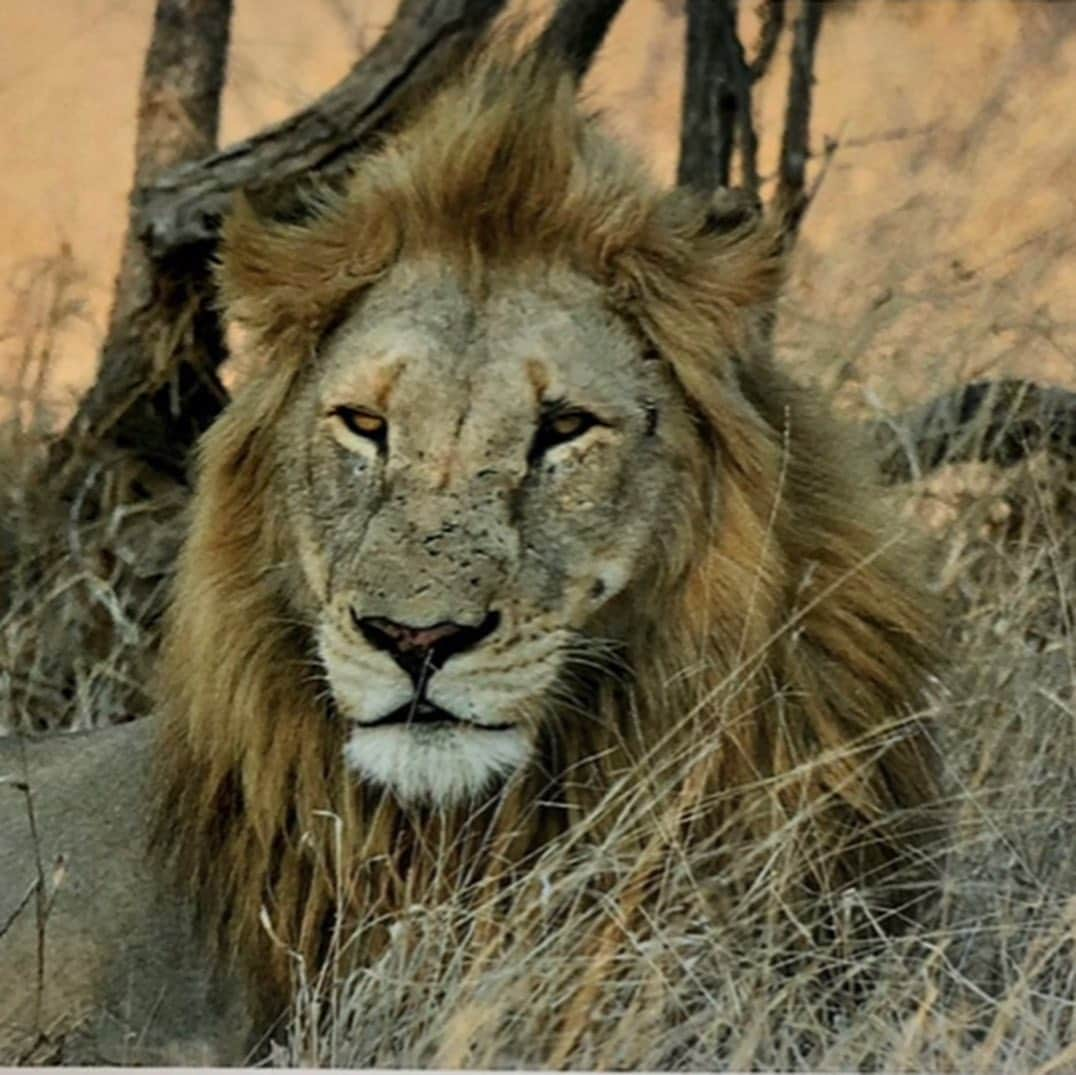 クリスティン・デイヴィスさんのインスタグラム写真 - (クリスティン・デイヴィスInstagram)「It’s #worldlionday  I took these pictures on my first trip to Africa in 2001 (film!) in Tanzania far out in the Serengeti . It’s frightening to think that 20,000 or fewer lions remain in the Wild today. Tourism is normally a huge economic driver for conservation in the countries that still have wild land and animals. With the current situation , I’m so concerned about the people who rely on tourism and all of the organizations who are working so hard to protect  the few wild places left in our world .  #conservation  #lions」8月11日 4時15分 - iamkristindavis