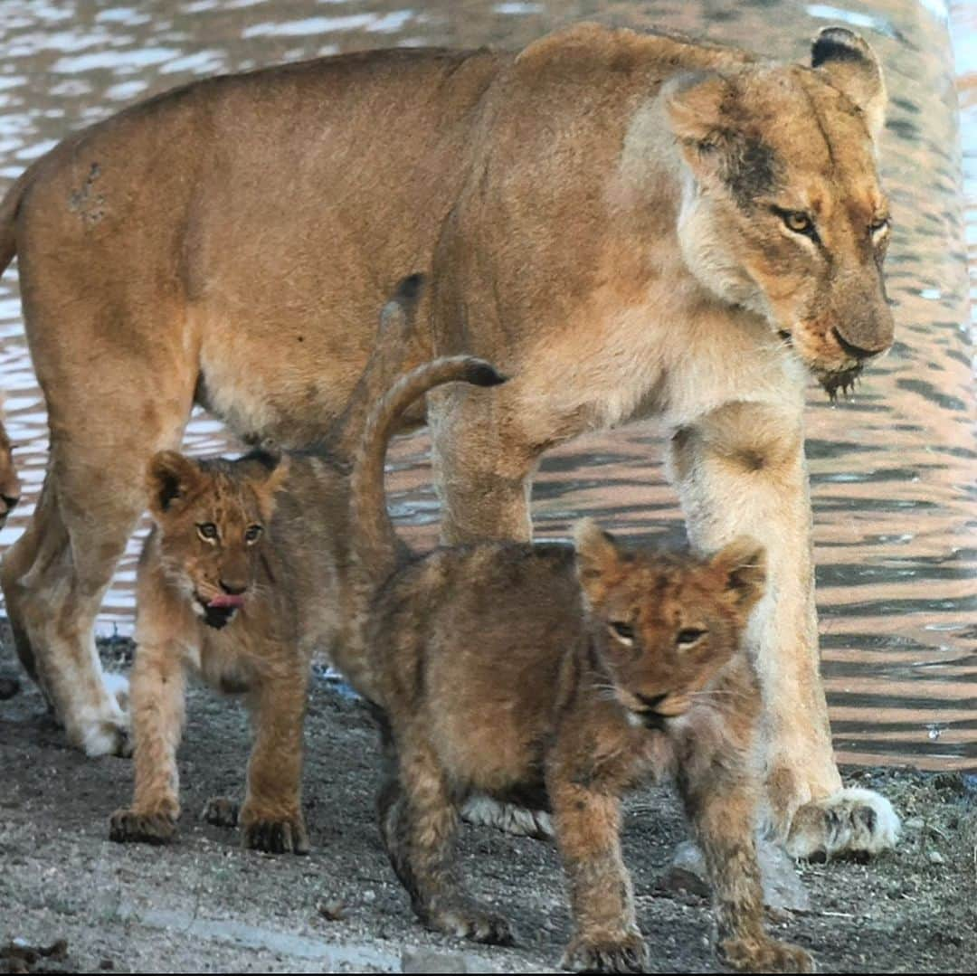 クリスティン・デイヴィスさんのインスタグラム写真 - (クリスティン・デイヴィスInstagram)「It’s #worldlionday  I took these pictures on my first trip to Africa in 2001 (film!) in Tanzania far out in the Serengeti . It’s frightening to think that 20,000 or fewer lions remain in the Wild today. Tourism is normally a huge economic driver for conservation in the countries that still have wild land and animals. With the current situation , I’m so concerned about the people who rely on tourism and all of the organizations who are working so hard to protect  the few wild places left in our world .  #conservation  #lions」8月11日 4時15分 - iamkristindavis