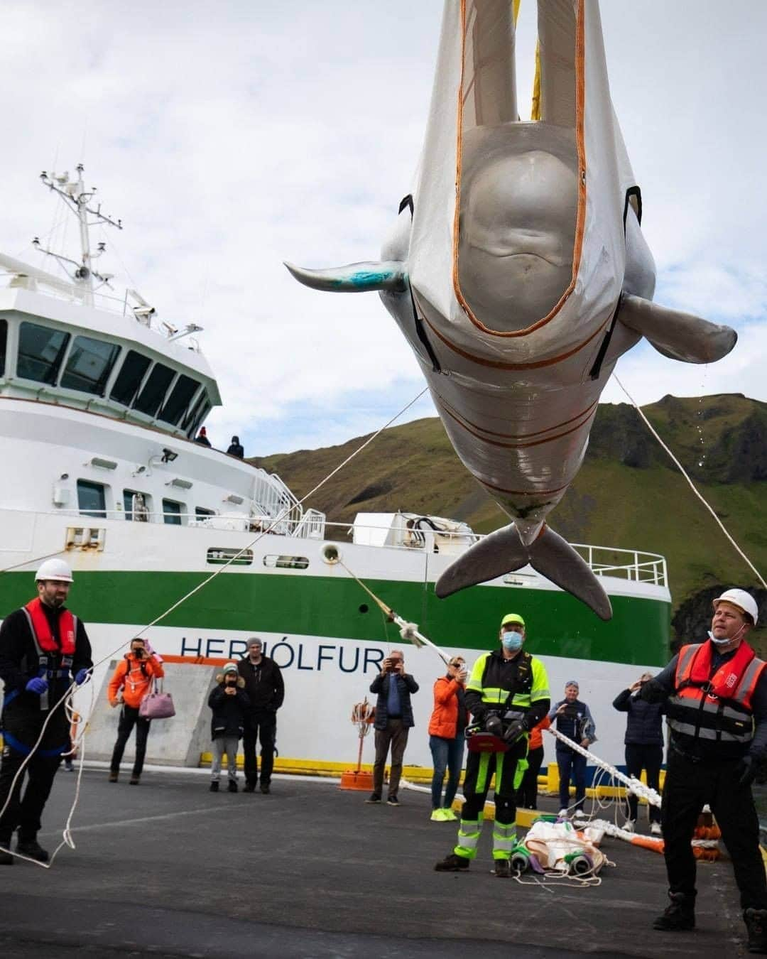 Primer Impactoさんのインスタグラム写真 - (Primer ImpactoInstagram)「#Viral: Dos belugas cautivas fueron reubicadas en un nuevo santuario marino en #Islandia.  SEA LIFE Trust indicó que las dos ballenas, Little Grey y Little White, se estaban aclimatando en una piscina junto a la bahía antes de su liberación final en el santuario más amplio en la bahía de Klettsvik, en las islas Westman, frente a la costa sur de Islandia.  Hace un año, las ballenas fueron transportadas por aire, tierra y mar desde Changfeng Ocean World en #Shanghai hasta el santuario de ballenas en Islandia.  “Después de una extensa planificación y ensayos, la primera etapa de su regreso al océano fue tan buena como esperábamos y planeamos", dijo Andy Bool, director de SEA LIFE Trust.  "Estamos monitoreando cuidadosamente a Little Grey y Little White con nuestro equipo de atención experta y veterinarios y esperamos anunciar su lanzamiento final muy pronto", concluyó.  📸 SEA LIFE Trust vía Storyful」8月11日 4時45分 - primerimpacto