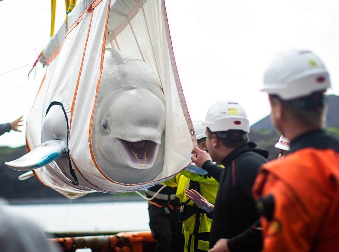 Good Morning Americaさんのインスタグラム写真 - (Good Morning AmericaInstagram)「THAT FACE! Two Beluga whales, named Little Grey and Little White, are being moved to the world's first open-water whale sanctuary in Iceland after traveling from an aquarium in China 6,000 miles away.  (📸: Aaron Chown/PA Wire via ZUMA Press)」8月11日 5時00分 - goodmorningamerica