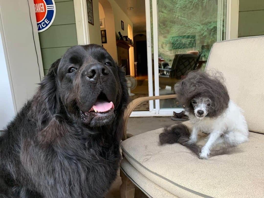 BarkBoxさんのインスタグラム写真 - (BarkBoxInstagram)「THIS is living with long-hair-havers. THIS right here. Tag whoever this reminds u of 💅🏽⁠ ⁠ (This is Baker and Benny. Baker got brushed and donated some of his hairs to Benny's new 'do.⁠ ⁠ Shoutout to Hannah from Dogspotting. This was a real gift.)」8月11日 5時05分 - barkbox