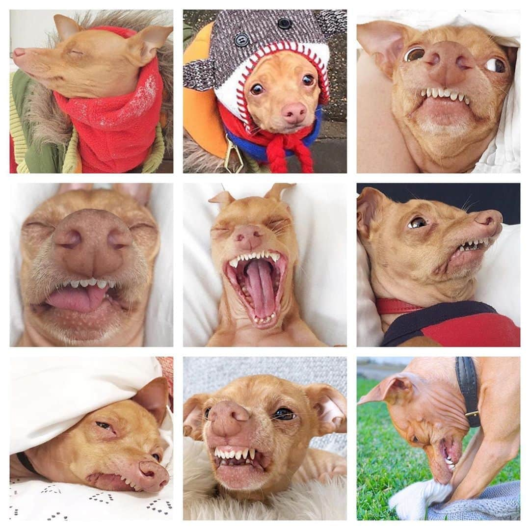 Tuna {breed:chiweenie} さんのインスタグラム写真 - (Tuna {breed:chiweenie} Instagram)「This is Tuna’s #2020challenge but I didn’t include the months because I had text in yesterday’s post. Haha. January is top left, and then so on, to Sept, bottom right. I’m still feeling like his June face.  Which one do you relate to the most?」8月11日 5時12分 - tunameltsmyheart