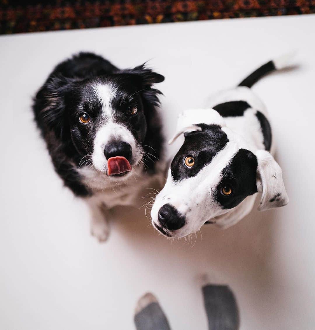Andrew Knappのインスタグラム：「I added Boo to the family because everybody kept telling me “give Momo a pet for me.”  Really though, I had a hundred reasons I wanted a bigger family. Since then I saw them grow together and become brothers. They play occasionally, they cuddle sometimes, but mostly they’re independent like actual brothers. I see Boo becoming so gentle, much like his older brother, and I can’t help but think that Momo has taught him this.   Momo has always been independent. Boo has always wanted to play. And occasionally, they gift me a moment of interaction which fills my heart with so much dog joy I can’t look away.  I chose Boo mainly because he was advertised as a border collie, and as a nugget he definitely looked the part. Momo has always warmed up to sheep dogs, and I figured if he was at least part border collie, it would be the perfect fit. It’s become clear that Boo is a Texas Mutt. Probably some herding dog in there, but it’s become a different type of perfect fit that I didn’t expect.  I do have a PSA out of all of this if you’re planning on adding a second dog to your family. It’s to introduce the new adoption before signing the papers. That seems obvious, and it was my intention, but because Boo was advertised as being located in Seattle (I extended my search as far as Iowa) but ended up being in Texas, that didn’t work out. And by that point it was already too late, I was in love with that face.  But it’s all so good and I feel so lucky, and though I wish they played all the time, maybe it’s nice to have a relaxed home. Or maybe I just need a third dog now.  Pic: was photographing some other stuff and these guys showed up to distract me.」