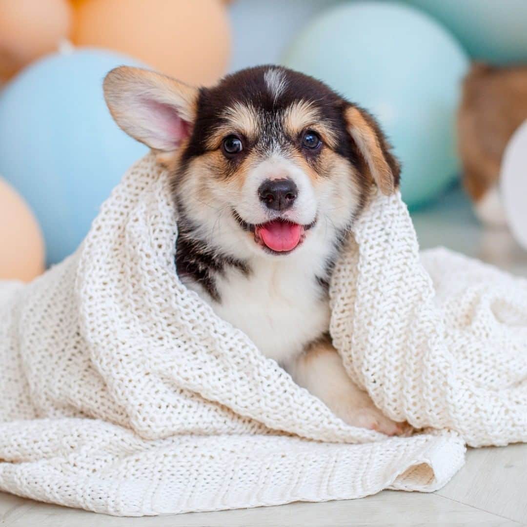 Wal-Mart Stores, Incのインスタグラム：「Is your dog the absolute most perfect pupperino in the entire world? Of course they are. And they deserve to be pampered on #NationalSpoilYourDogDay」