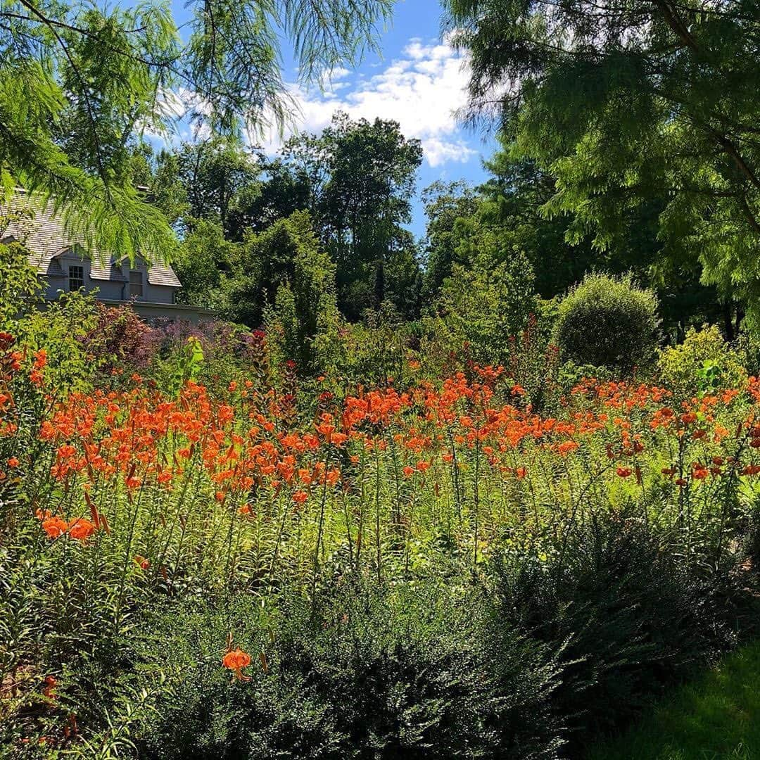 マーサ・スチュワートさんのインスタグラム写真 - (マーサ・スチュワートInstagram)「There’s never a shortage of color at @marthastewart48’s Bedford gardens. Here, a sea of orange Tiger lilies! “While it blooms in purples and lavenders and blues most of the spring and summer, the long-winding pergola bursts into bright orange with the blooming of the tiger lilies every August,” says head gardner @ryanmccallister1.」8月11日 6時15分 - marthastewart