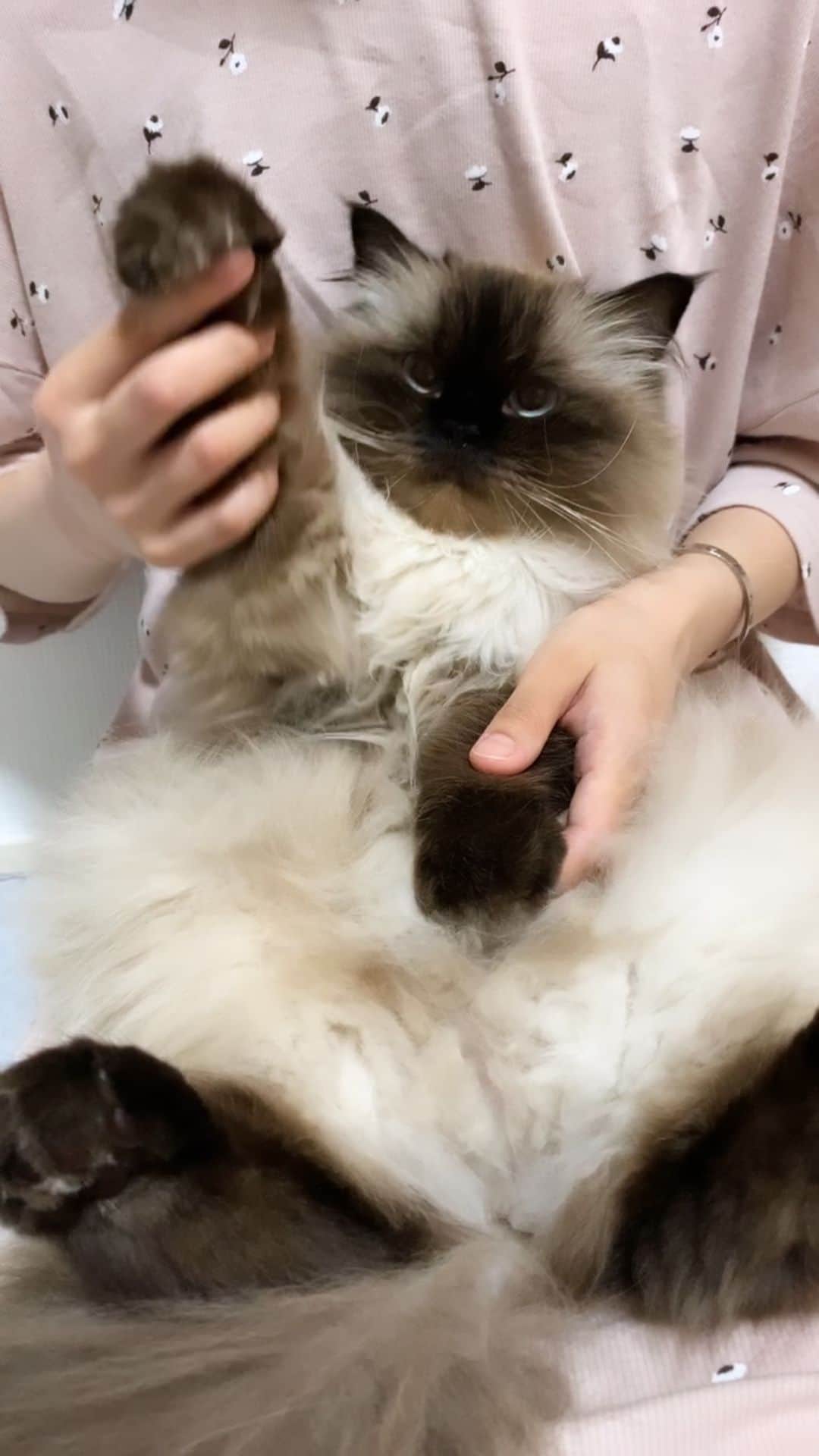 のインスタグラム：「爪伸びてきたから💅爪切りしようね✂️✨  . . . . #プリュムのいる生活 #猫のいる暮らし  #ヒマラヤン  #赤ちゃんと猫  #もふもふ#ヒマラニャンズ  #猫  #ねこ  #ペコねこ部#爪切り#ネイル#nails #catnails#nailclippers#nailcare #smartcat#paw#fluffycat#癒し#🐈 #고양이  #ilovecats  #himalayancat  #catsofinstagram #catloversclub  #bestmeow#bestcats_oftheworld  #weeklyfluff  #bestanimal #cutepetclub」