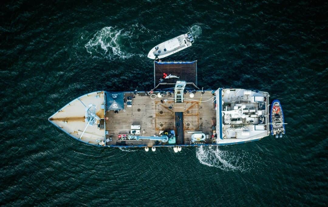 Costa Sunglassesのインスタグラム：「All hands on deck...⁠ It's day 6 of Expedition Massachusetts with @OCEARCH. Follow their stories for daily updates on their expedition. 📷: @robertsnowphoto #SeeWhatsOutThere #BornOnTheWater」