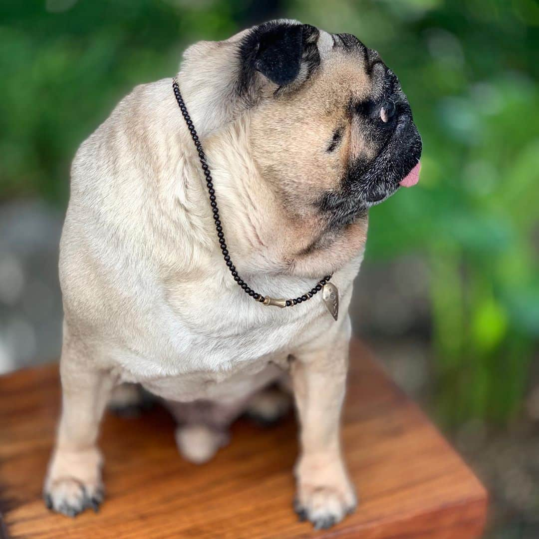 gontaさんのインスタグラム写真 - (gontaInstagram)「Good morning Tuesday.  It is 32° outside 7:00 in the morning.🔥#keelyafternoontea #Gonta2#speakpug #smilingpugs #pugjapan #pug #love #pugsofuinstagram #zerozeropug #pugshit #worldofpug」8月11日 7時00分 - gehhah