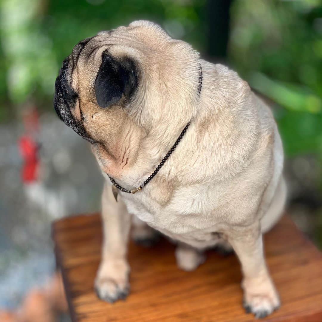 gontaさんのインスタグラム写真 - (gontaInstagram)「Good morning Tuesday.  It is 32° outside 7:00 in the morning.🔥#keelyafternoontea #Gonta2#speakpug #smilingpugs #pugjapan #pug #love #pugsofuinstagram #zerozeropug #pugshit #worldofpug」8月11日 7時00分 - gehhah