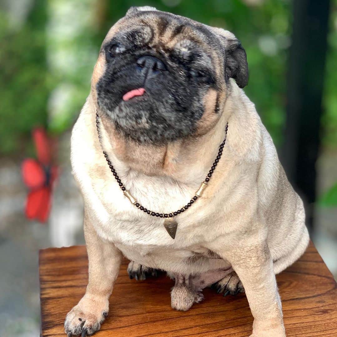 gontaのインスタグラム：「Good morning Tuesday.  It is 32° outside 7:00 in the morning.🔥#keelyafternoontea #Gonta2#speakpug #smilingpugs #pugjapan #pug #love #pugsofuinstagram #zerozeropug #pugshit #worldofpug」
