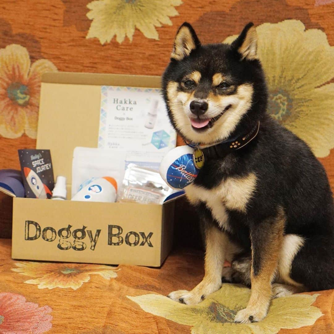 黒豆柴こむぎさんのインスタグラム写真 - (黒豆柴こむぎInstagram)「Doggy Box @doggybox_jp 8月号が届いたよ。今月は、宇宙旅行がテーマ。宇宙飛行士バッジをつけて、ボクも宇宙旅行に出発😆🚀おもちゃの他に美味しそうなおやつが3種類と、虫を寄せ付けず、清涼が暑さ対策にもなるハッカオイルのボディースプレーが入っていたよ☺️2020.08.11  #doggybox #ドギボ #pr #黒豆柴こむぎ #黒豆柴 #豆柴 #黒柴 #柴犬 #柴 #まめしば #しばいぬ #mameshiba #kuroshiba #shibainu #shiba #shibalove #shibalovers #shibastagram #shiba_snap #shibasofinstagram #ふわもこ部 #pecoいぬ部 #いぬら部 #proudshibas #thedailyshibainu #ここ柴部 #いぬのきもち #todayswanko #rakutenpet #9gagcute」8月11日 12時40分 - komugi_1207