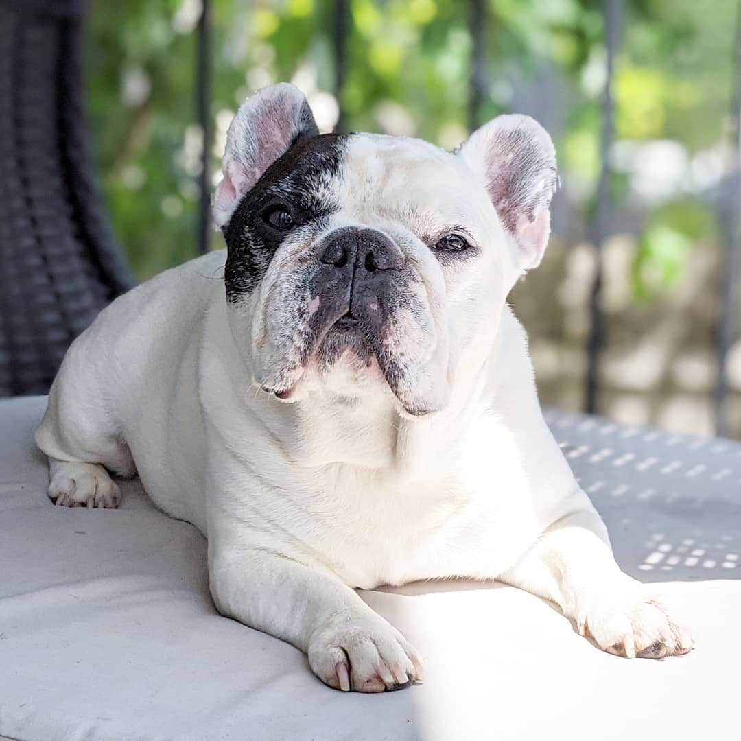 Manny The Frenchieのインスタグラム：「Why don't take a picture it'll last longer?! 🤨 Oh, you are taking one. Sorry.」