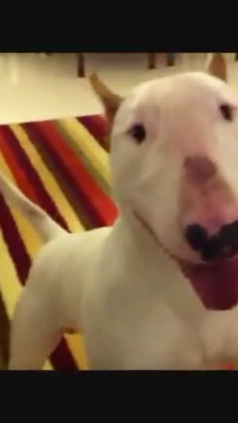 ラファエルのインスタグラム：「In 2010 I made this bad video with my terrible phone. It shows how happy Jimmy was when I arrived home from work. I always saw him as an 'energy ball', powerful and electric, full of love and joy. We autistics have a characteristic called hyperfocus. Jimmy easily became one of my hyperfocus.   I think he is extremely beautiful, and I love him with an enormous passion and amount of energy. My obsessive interest and the intense focus on this one organism made me just exclude everything else. Only exist just us two. Nothing's gonna beat that. It is just perfect.   He is the first thing that I formed a really powerful bond with. It's a very beautiful and difficult feeling to describe. It's a kind of mental love missile and I just fire myself into it waiting to explode.  10 years after this video, he is doing the same party but like a 10 years dog :)   music: MGMT - Time to Pretend _ _  Em 2010 fiz um vídeo ruim com meu péssimo telefone. Da pra ver como Jimmy ficava bastante feliz quando eu chegava em casa do trabalho. Sempre o vi como uma 'bola de energia', poderosa e elétrica, cheia de amor e alegria. Nós, autistas, temos uma característica chamada hiperfoco. O Jimmy facilmente se tornou um dos meus hiperfocos.  Eu acho ele extremamente bonito, e eu o amo com uma paixão enorme e uma energia que me esquenta. Meu interesse obsessivo e o foco intenso neste único organismo me fizeram excluir tudo o que tem em volta. Existem apenas nós dois. Nada vai superar isso.  É simplesmente perfeito.  Ele é a primeira coisa com quem formei um vínculo realmente poderoso.  É um sentimento muito bonito e difícil de descrever. É uma espécie de míssil de amor mental e eu simplesmente me atiro nele esperando explodir.  10 anos depois deste vídeo, ele continua fazendo a mesma festa, mas como um cachorro de 10 anos :)  musica: MGMT - Time to Pretend」