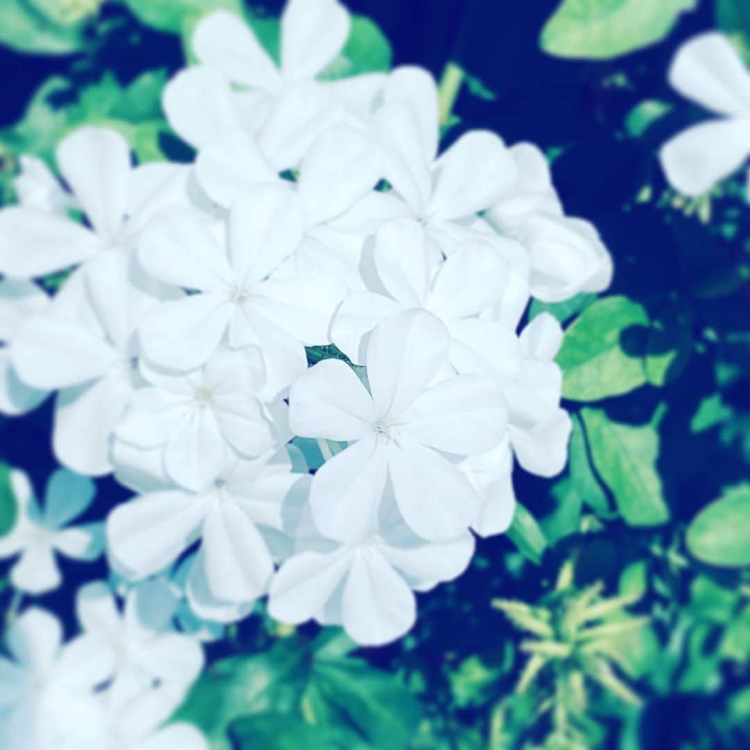中野敬久さんのインスタグラム写真 - (中野敬久Instagram)「#flower #flowersoflife #white #hope #neighborhood」8月11日 7時23分 - hirohisanakano