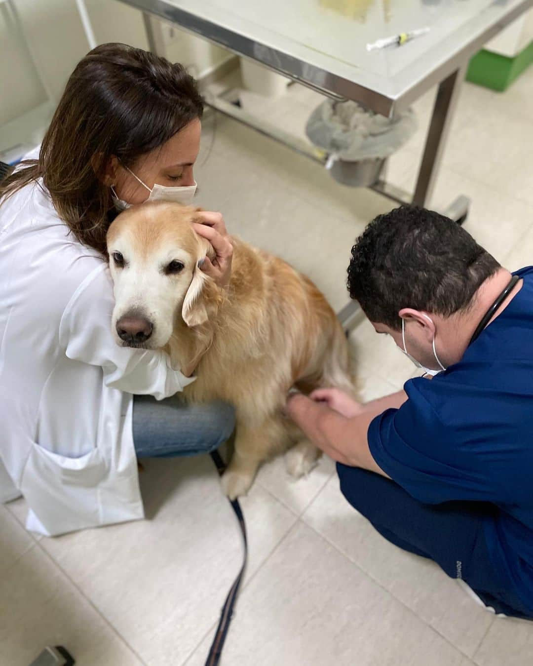 Bobさんのインスタグラム写真 - (BobInstagram)「Hoje foi dia de fazer a primeira limpeza de tártaro do Bob, aos 6 anos ele passou pelo procedimento hoje no @hospitalvetpaesdebarros com a Dra. @thais.binotto e o anestesista @renato_anestesia_vet , o procedimento foi rápido e ocorreu tudo bem🙏 Bob já está em casa descansando agora ❤️ . . . #pets #photooftheday #petsofinstagram #instagrammers #instagram #instadaily #vejasp #goldenretriever #goldenretrievers #goldenretrieversofinstagram #dogs #dogstyle #dogoftheday #dogsofinstagram #saopaulo #gudfriends #photography」8月11日 7時36分 - bob_marley_goldenretriever