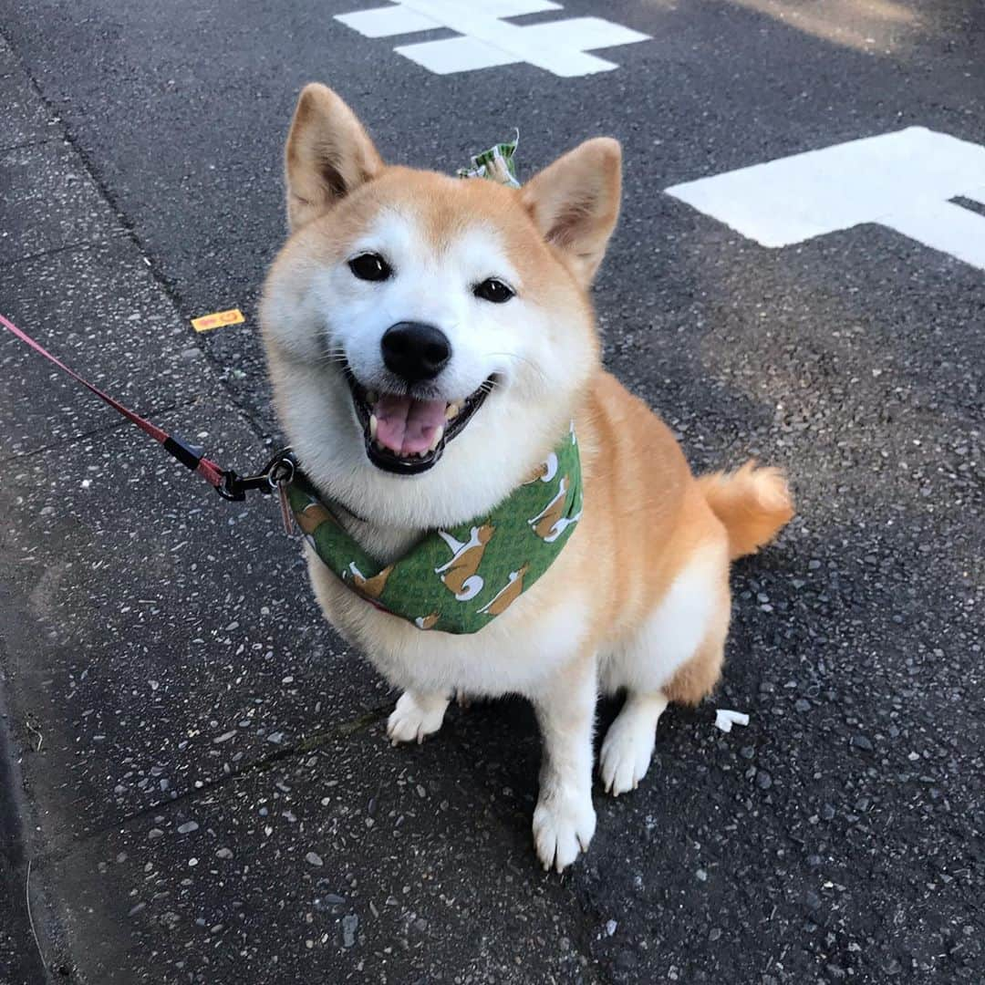 柴犬のモモさんのインスタグラム写真 - (柴犬のモモInstagram)「おはようございます。ルートを気にせず日影を歩くようにしたところ、近所でもモモさんには新鮮な朝んぽになったようです #いぬ #イヌ #犬 #柴犬 #赤柴 #日本犬 #犬バカ部 #ふわもこ部 #いぬら部 #癒しわんこ #柴犬マニア #犬のいる暮らし #口角キュキュッと部 #shiba #shibainu #shibadog #dogstagram #dogsofinstagram #shibastagram #shibasofinstagram #shibamania #inu #instadog #toyota_dog」8月11日 7時37分 - shi_ba_i_nu_momo