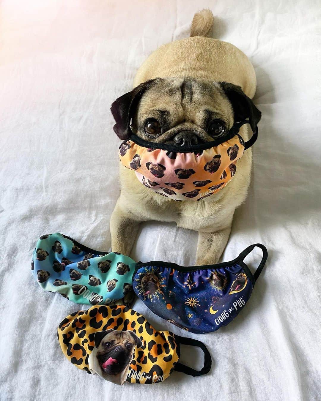 itsdougthepugさんのインスタグラム写真 - (itsdougthepugInstagram)「GIVEAWAY!!! Enter to win ALL FOUR of my face masks...PLUS a video chat with me!  Items include my blue tie dye face mask, my leopard face mask, my celestial face mask, and my pink and orange tie dye face mask. The video call with Doug will be 10 minutes long and include as many screenshots as you wish!  Here’s how to enter:  1. Follow @itsdougthepug 2. Tag as many people u want in SEPARATE comments, each comment is a new entry!  3. Random winner will be announced BELOW.  Good luck! 😷❤️  The random winner of the giveaway is @sydsaunderss! Congratulations!!!! We will do another one soon!」8月11日 7時51分 - itsdougthepug